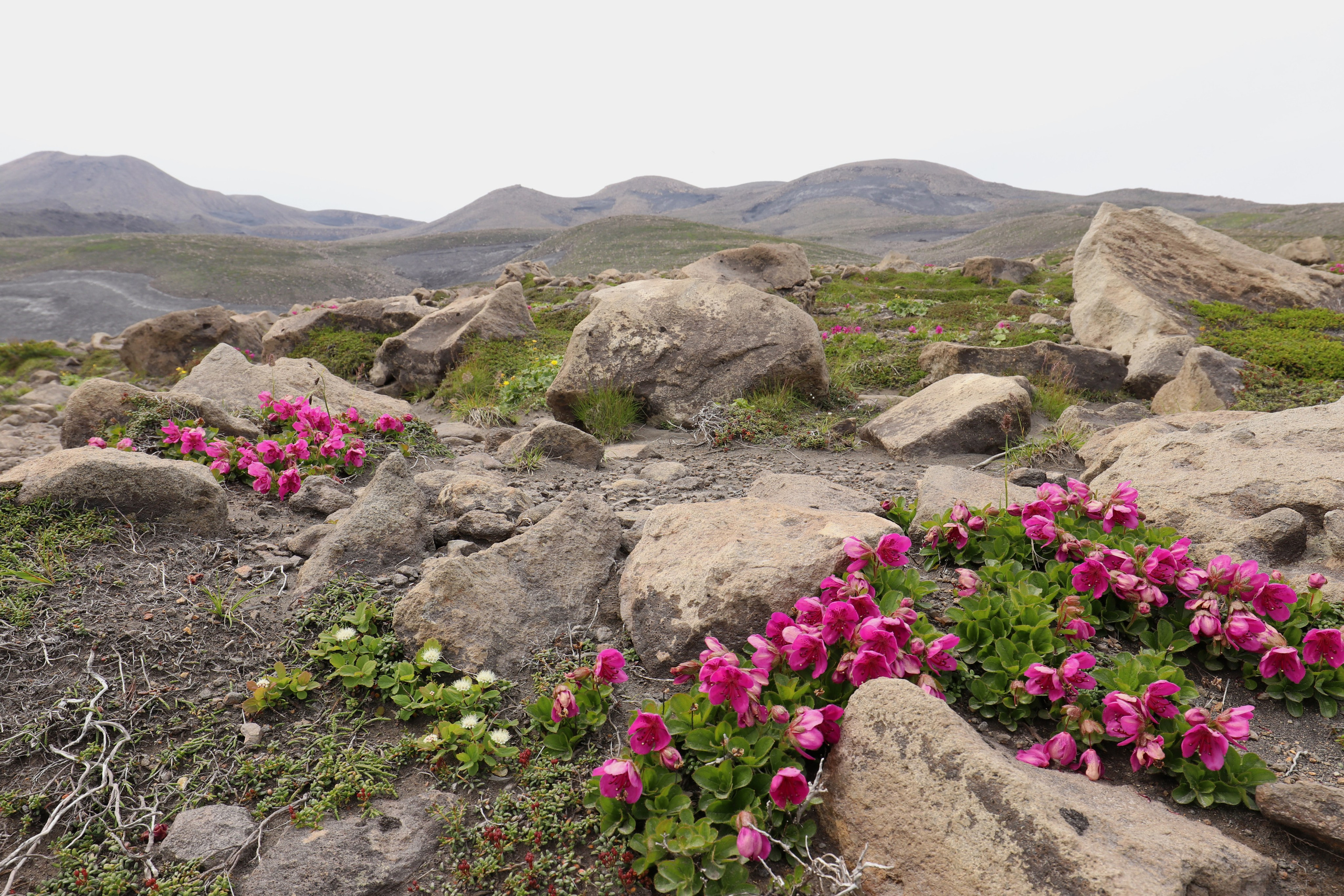 Камчатка и Курильские острова. Путешественник-фотограф из Санкт-Петербурга Татьяна Свистулина