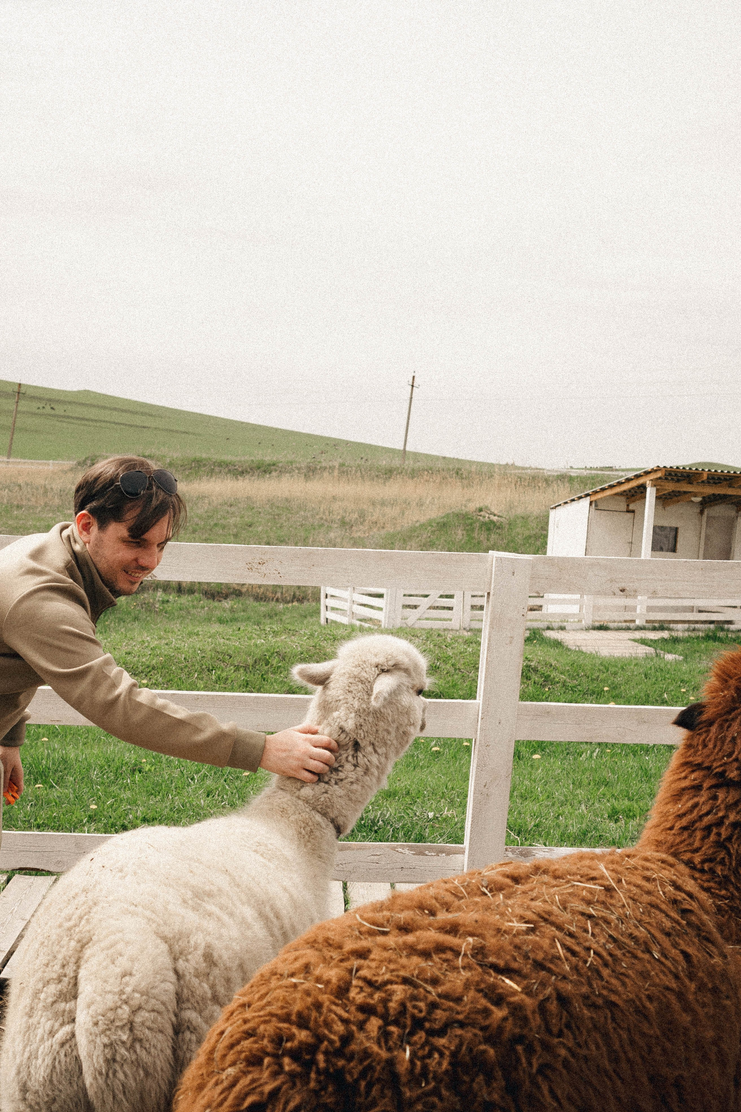 Ферма Альпак. Профессиональный фотограф, Санкт-Петербург — Виктория Богомолова