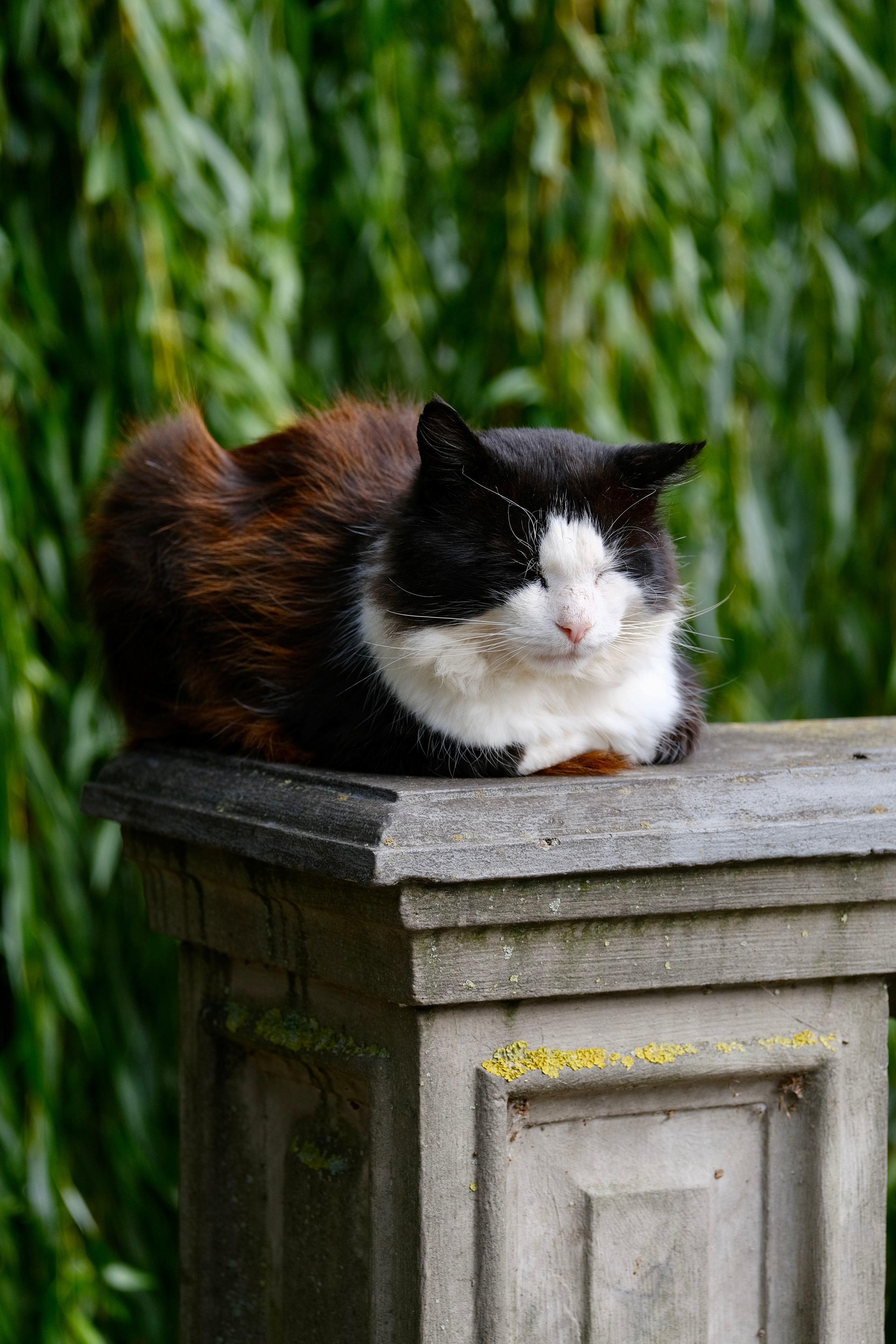 Зеленоградск — город котов. Авто и мотоспорт — фотограф Антон Медведев iCoguar
