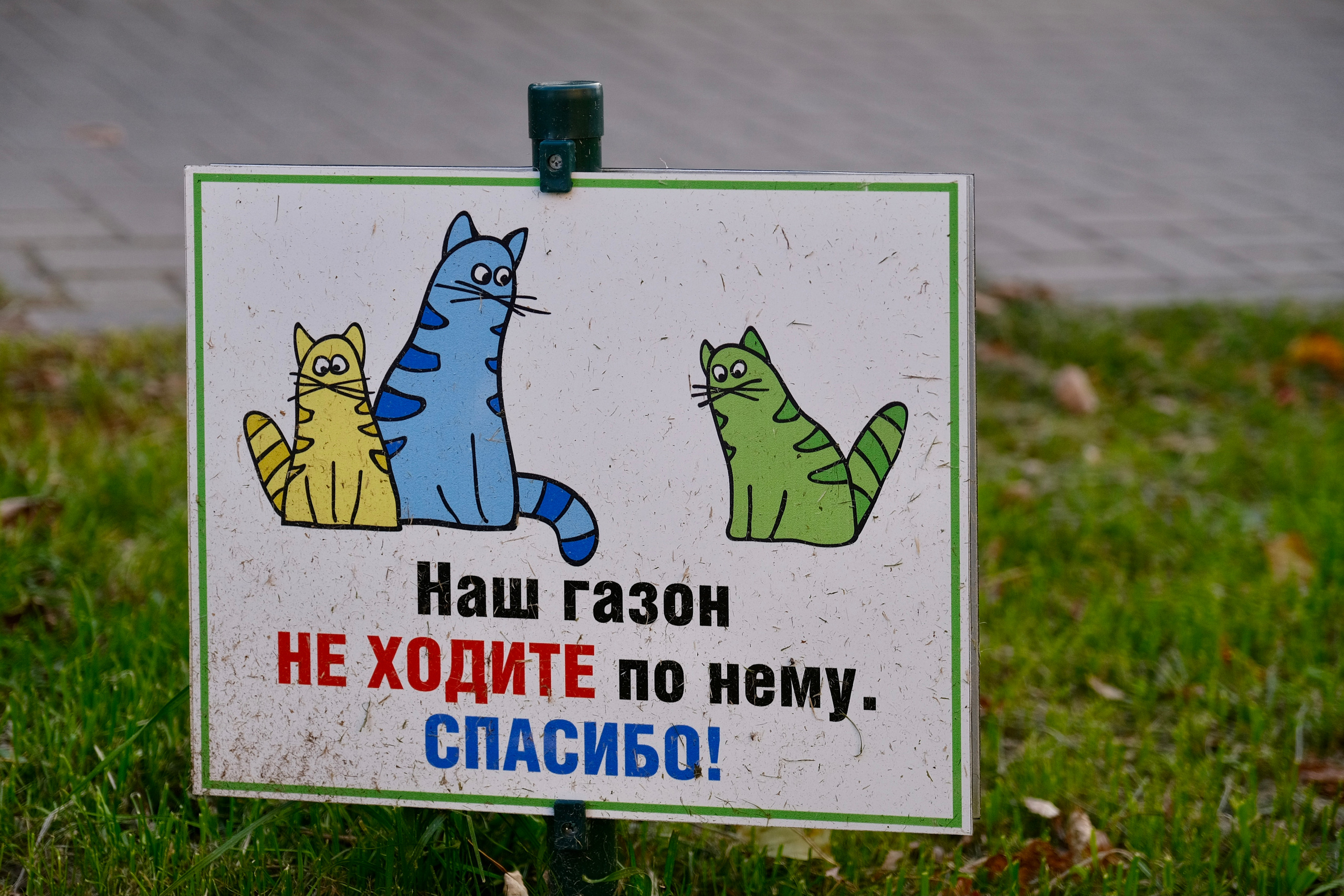 Зеленоградск — город котов. Авто и мотоспорт — фотограф Антон Медведев iCoguar