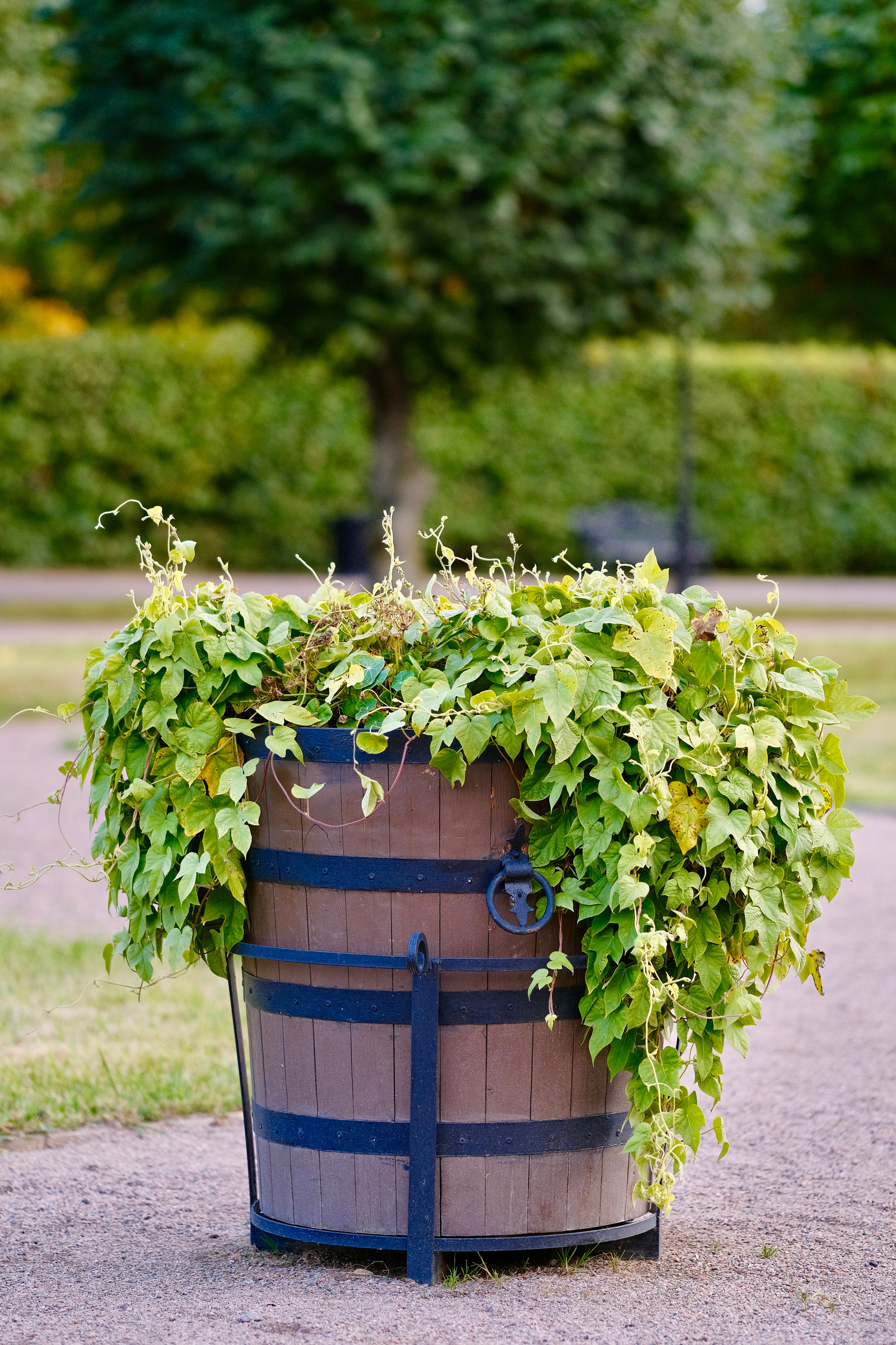 Музей-усадьба Кусково. Монохром. Авто и мотоспорт — фотограф Антон Медведев iCoguar