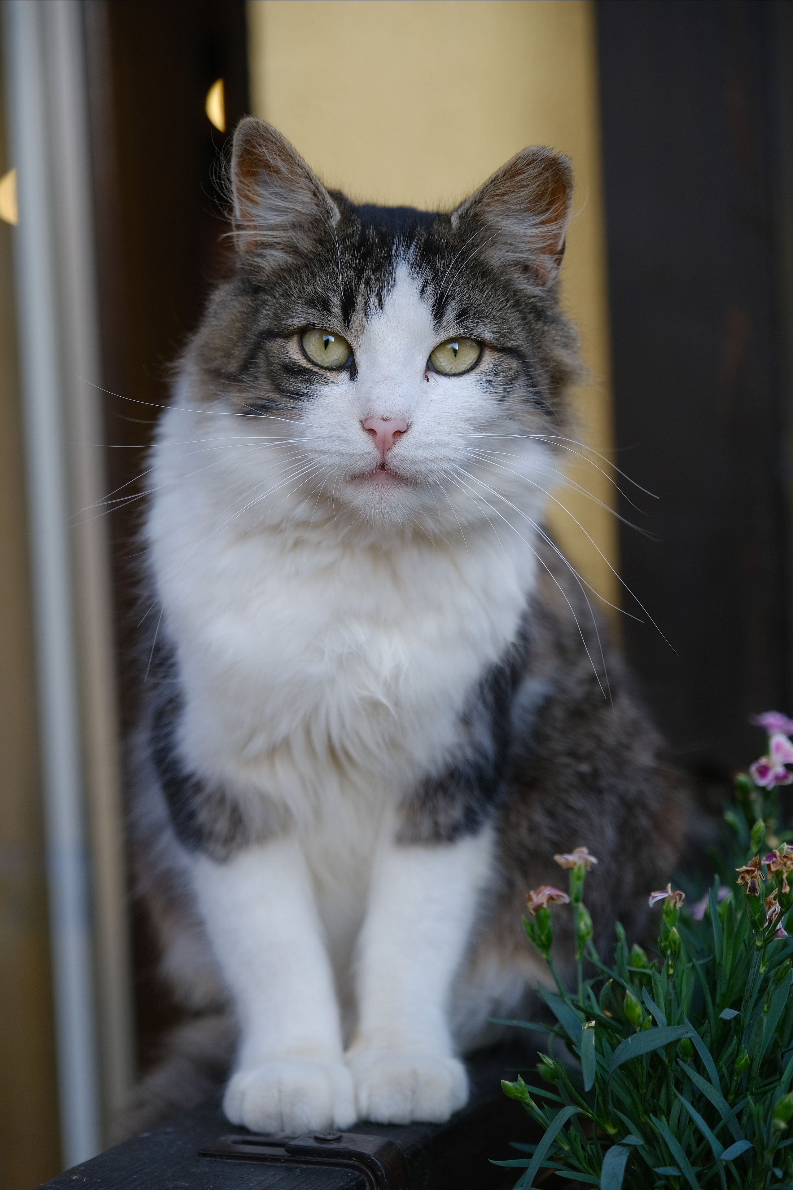 Зеленоградск — город котов. Авто и мотоспорт — фотограф Антон Медведев iCoguar