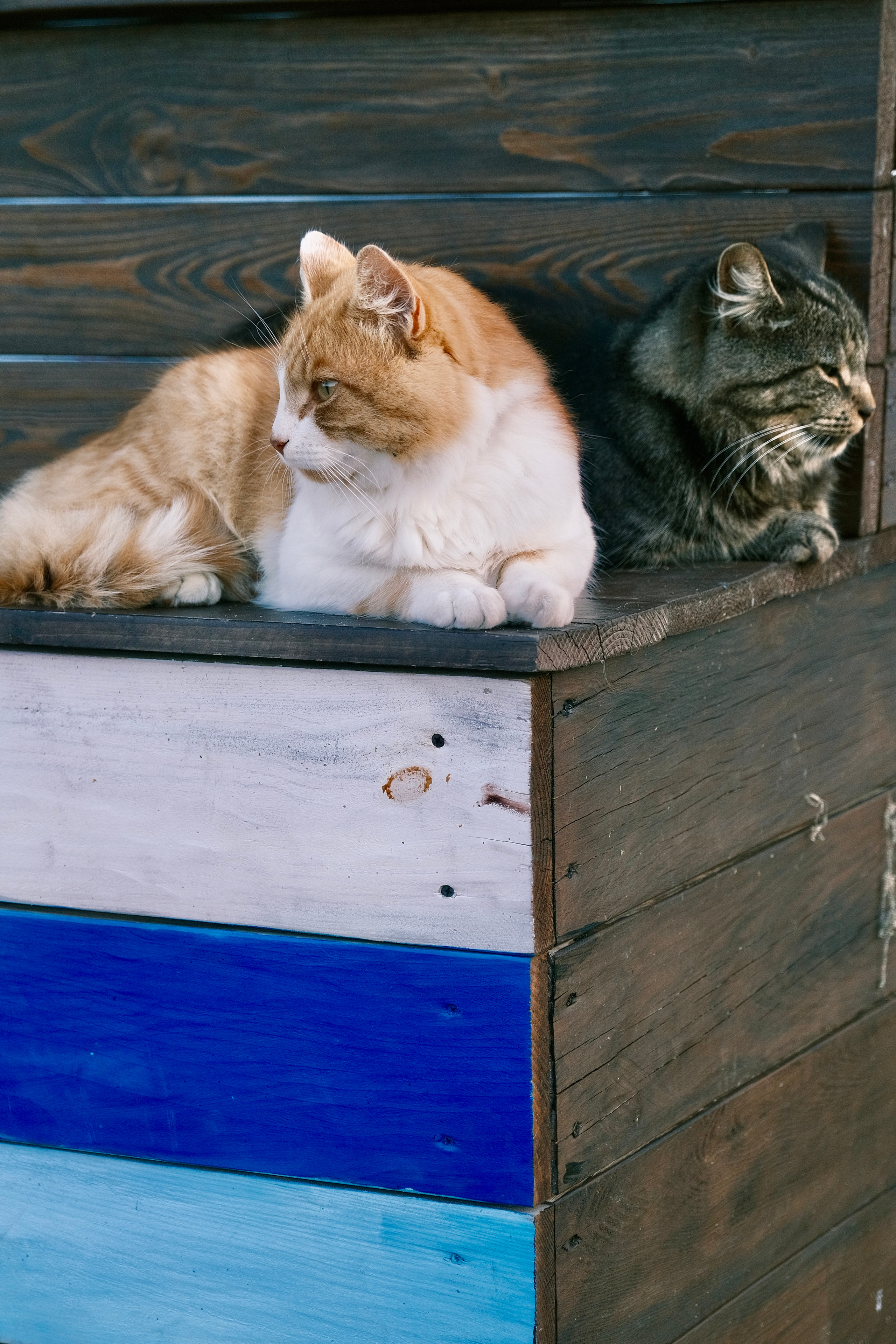 Зеленоградск — город котов. Авто и мотоспорт — фотограф Антон Медведев iCoguar