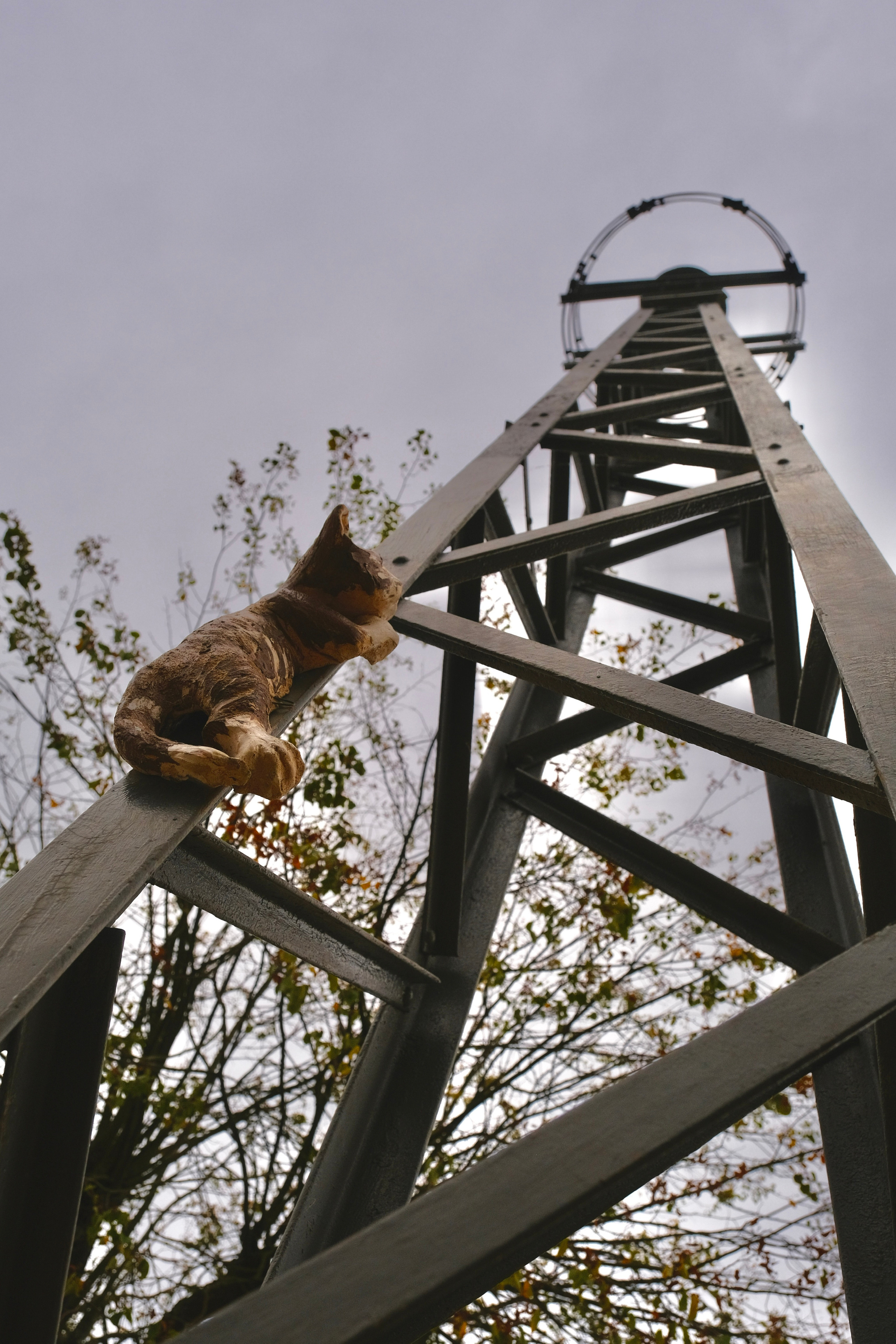 Зеленоградск — город котов. Авто и мотоспорт — фотограф Антон Медведев iCoguar