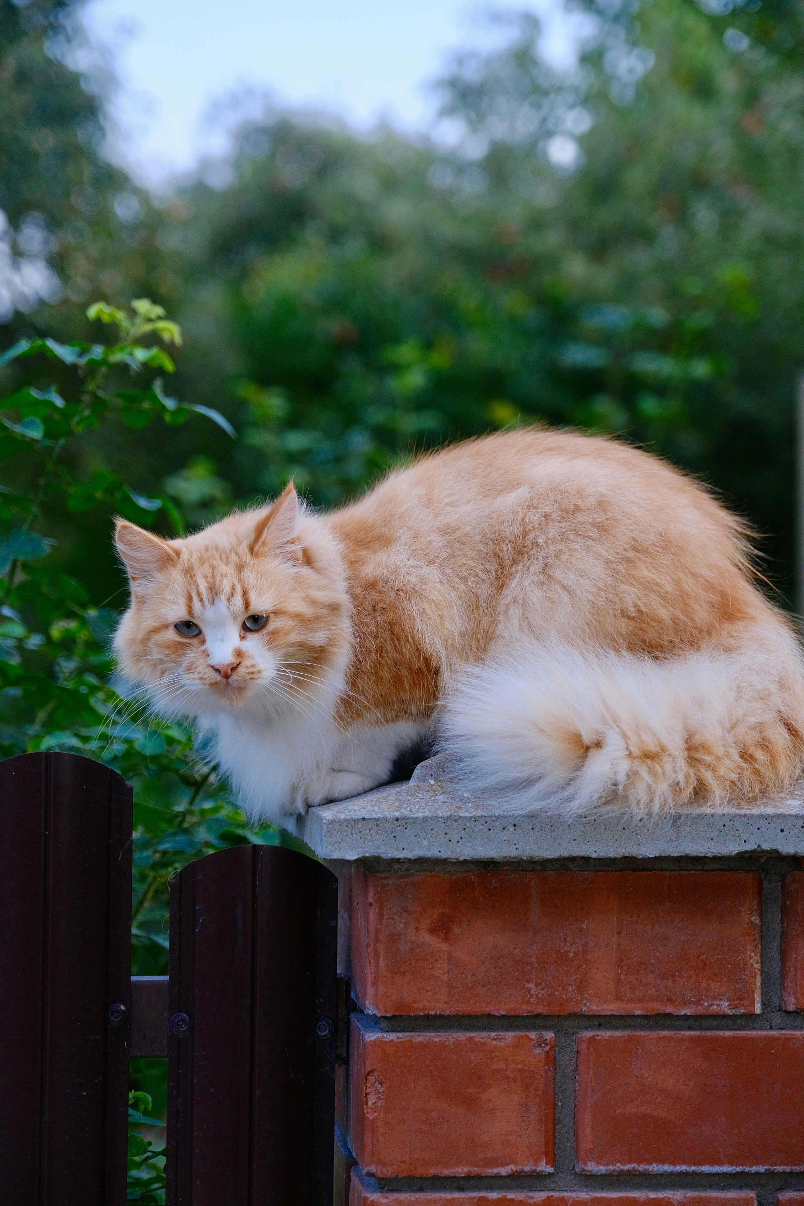 Зеленоградск — город котов. Авто и мотоспорт — фотограф Антон Медведев iCoguar