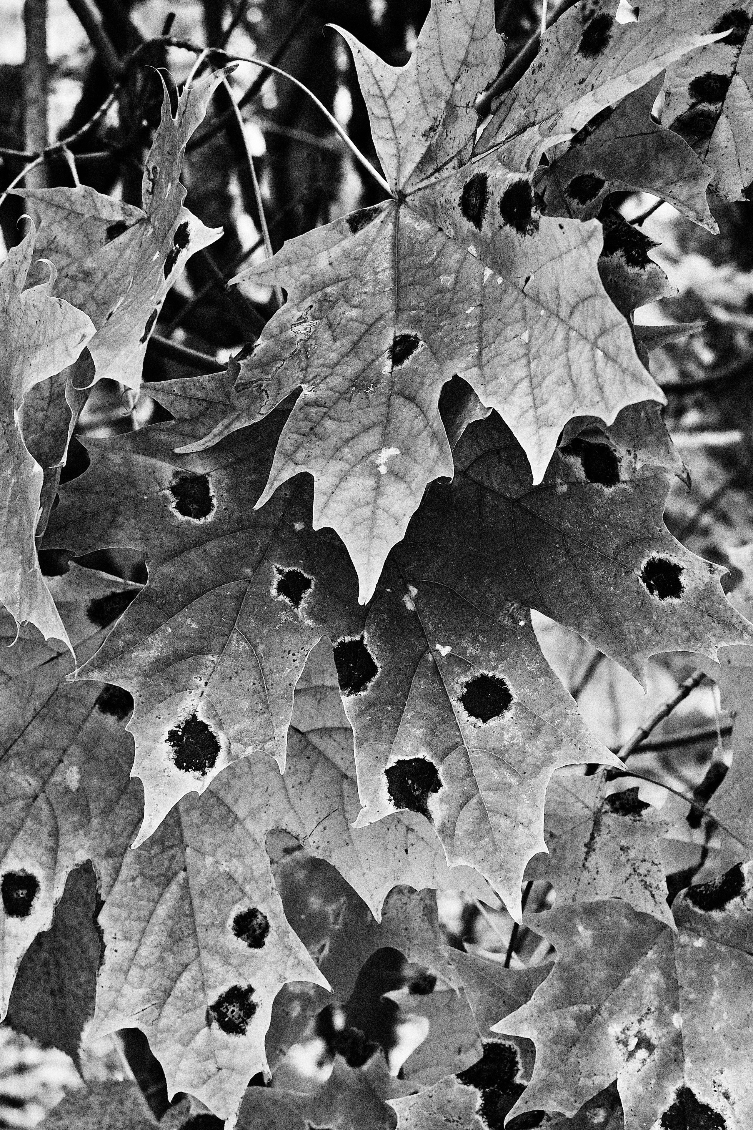 Музей-усадьба Кусково. Цвет. Авто и мотоспорт — фотограф Антон Медведев iCoguar