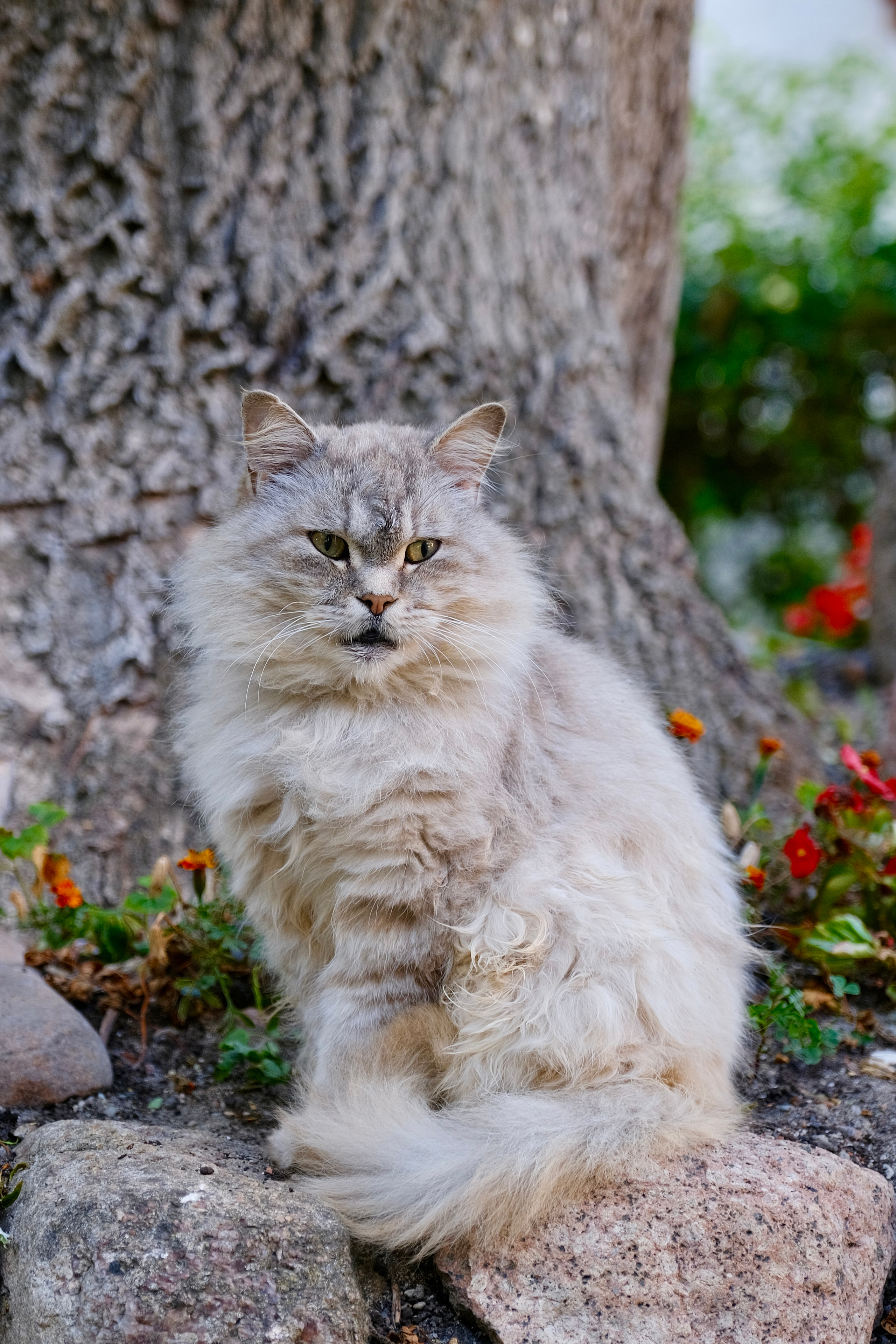 Зеленоградск — город котов. Авто и мотоспорт — фотограф Антон Медведев iCoguar