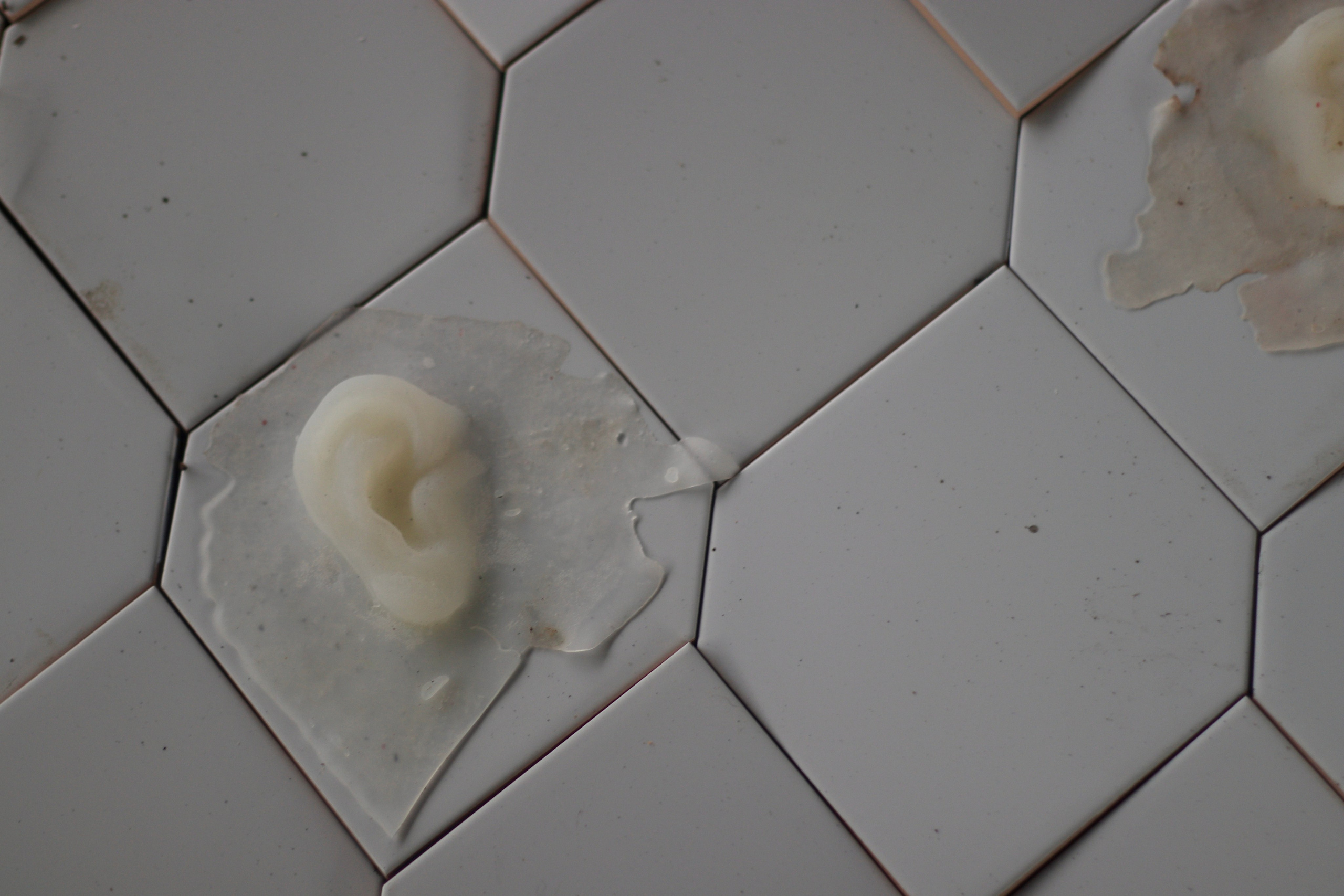 Эволюция непрерывно идет под знаком приспособления: инсталляция. Художница Софья Григорьева