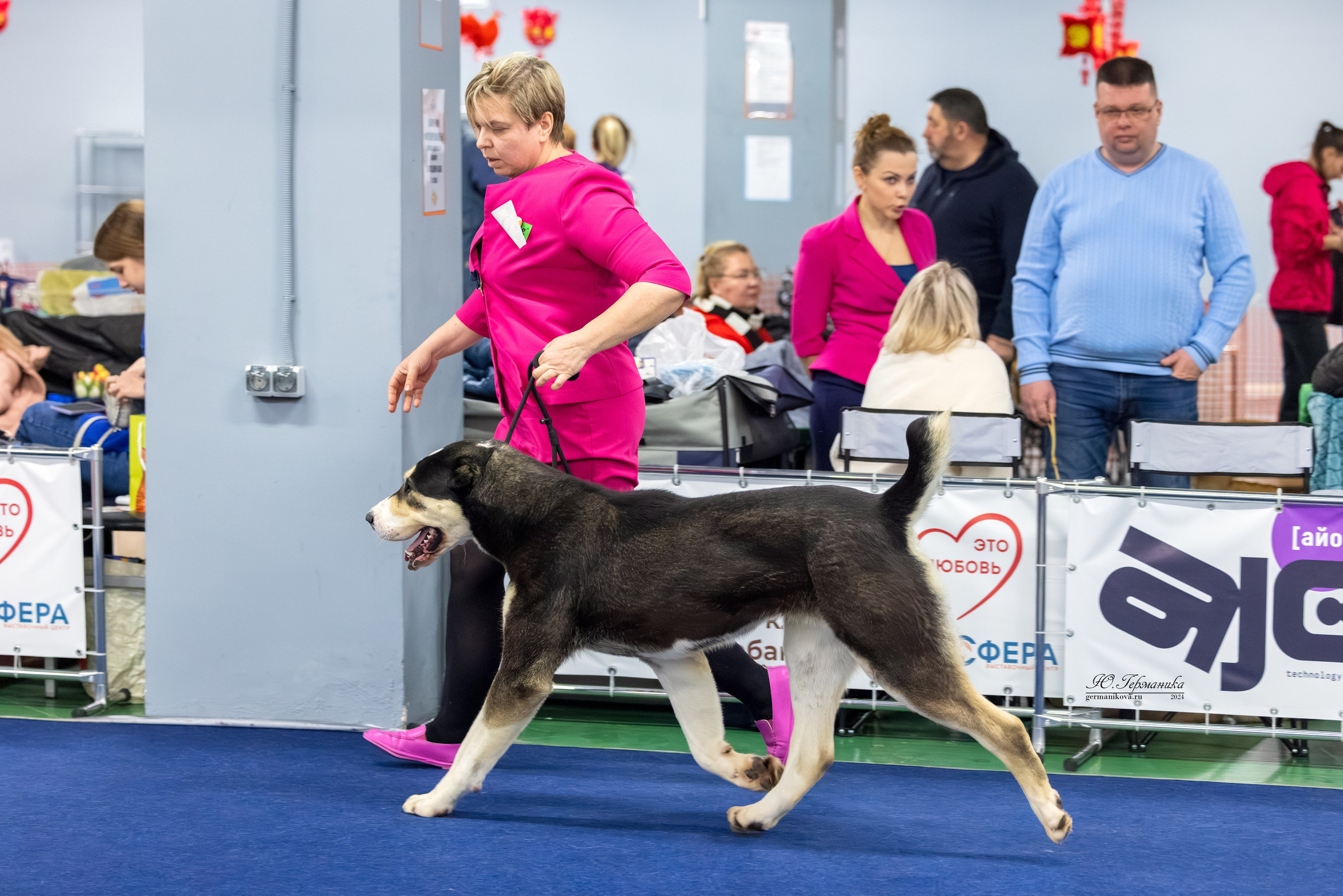 Сфера 08 и 10.03.2024 2хмоно ротвейлеров+2хмоно сао. Фотограф-анималист Юлия Германика