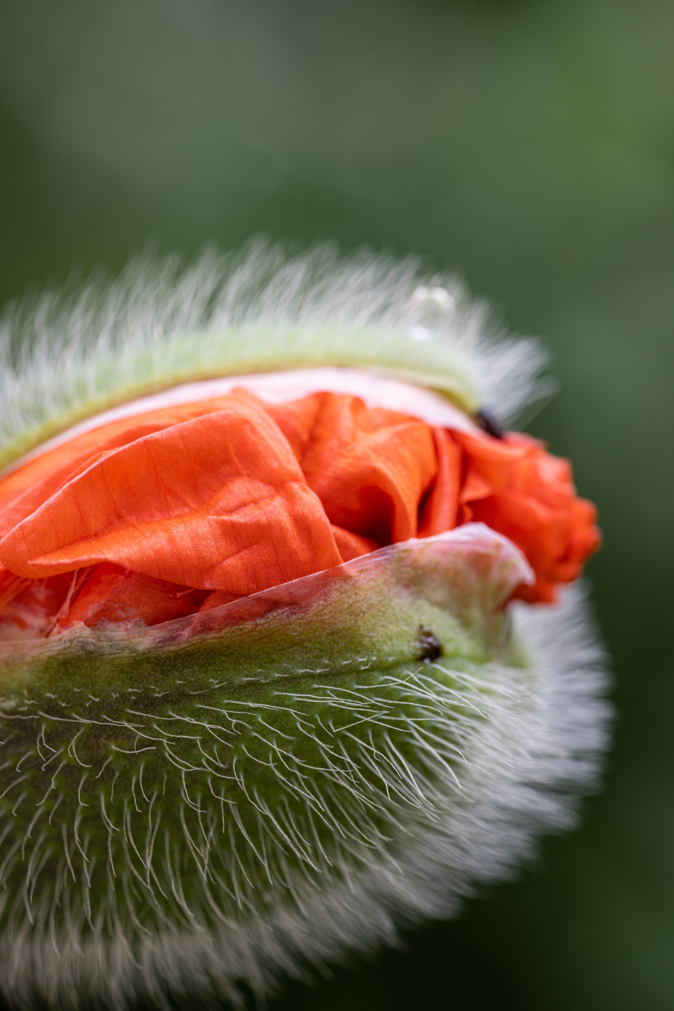 Macro. Фотограф на Юге России