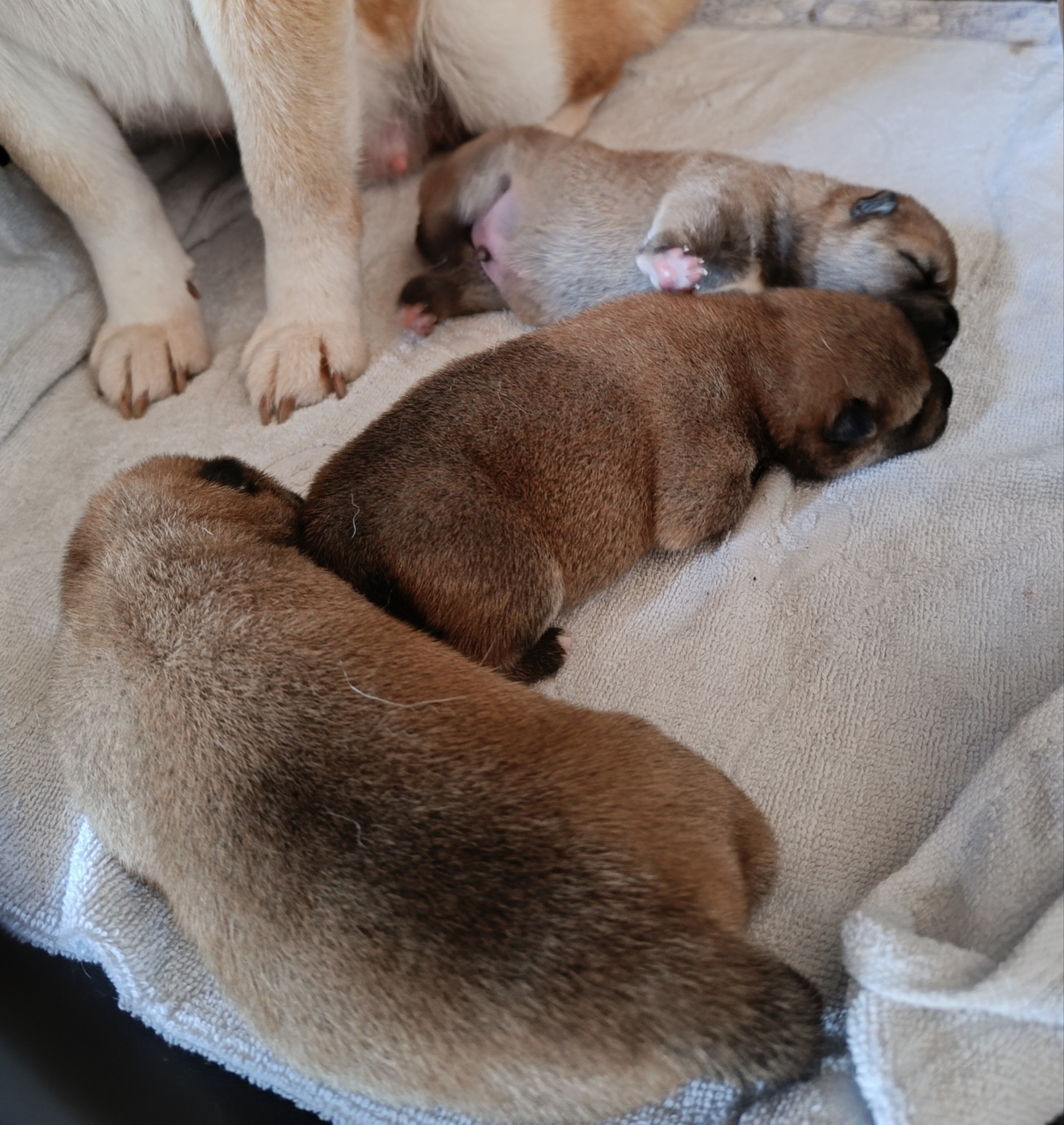 сиба питомник Рубилайт щенки на продажу rubylight  сиба щенки купить СПб Санкт-Петербург