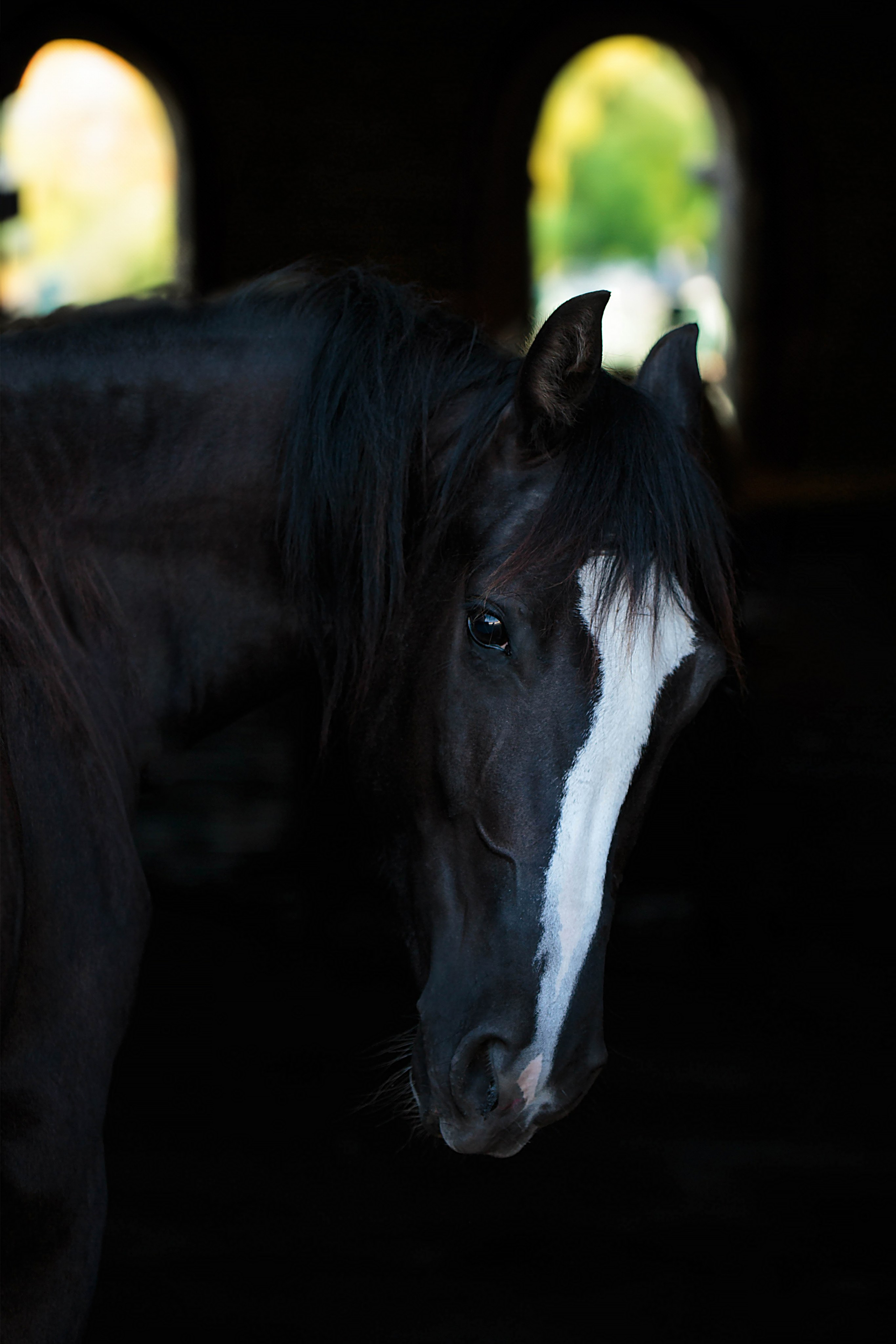 СЪЕМКА ЛОШАДЕЙ. Конный фотограф в Красноярске — Любовь Похабова