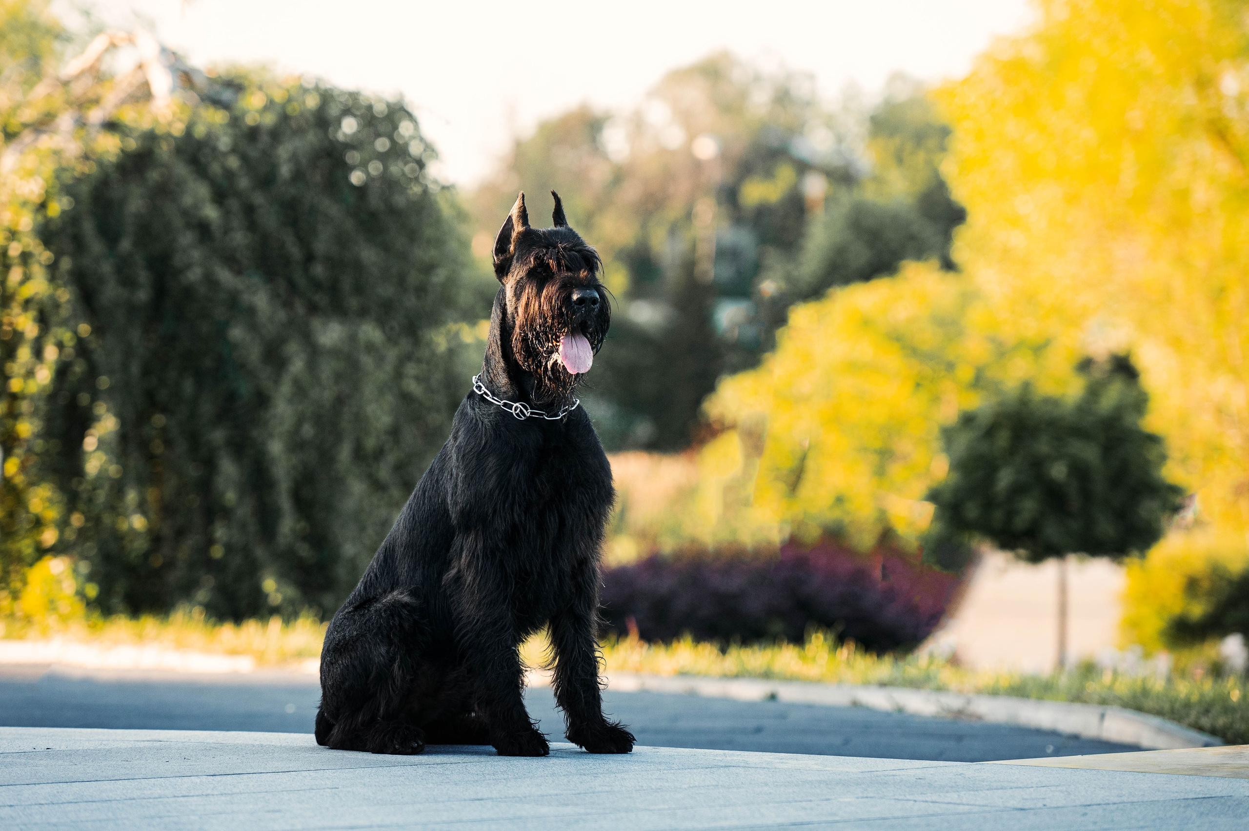 Рассветная прогулка в Мытищенском парке. Фотограф-анималист