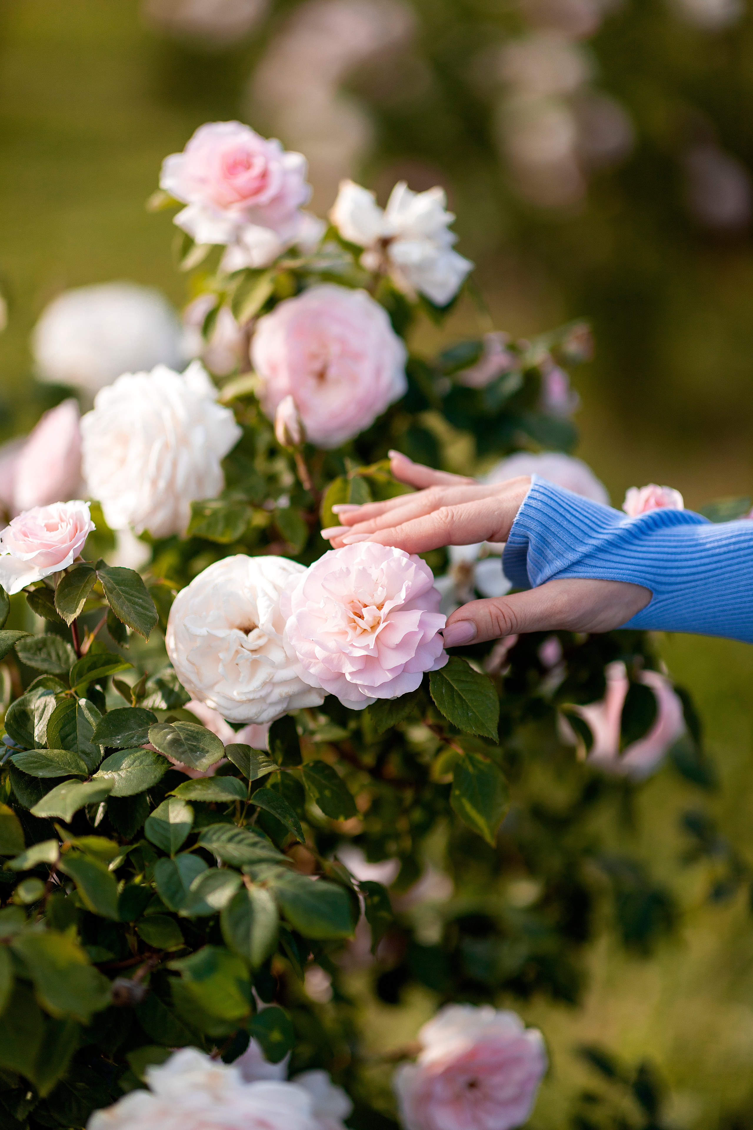 Сад роз. Настасья Перова Фотограф