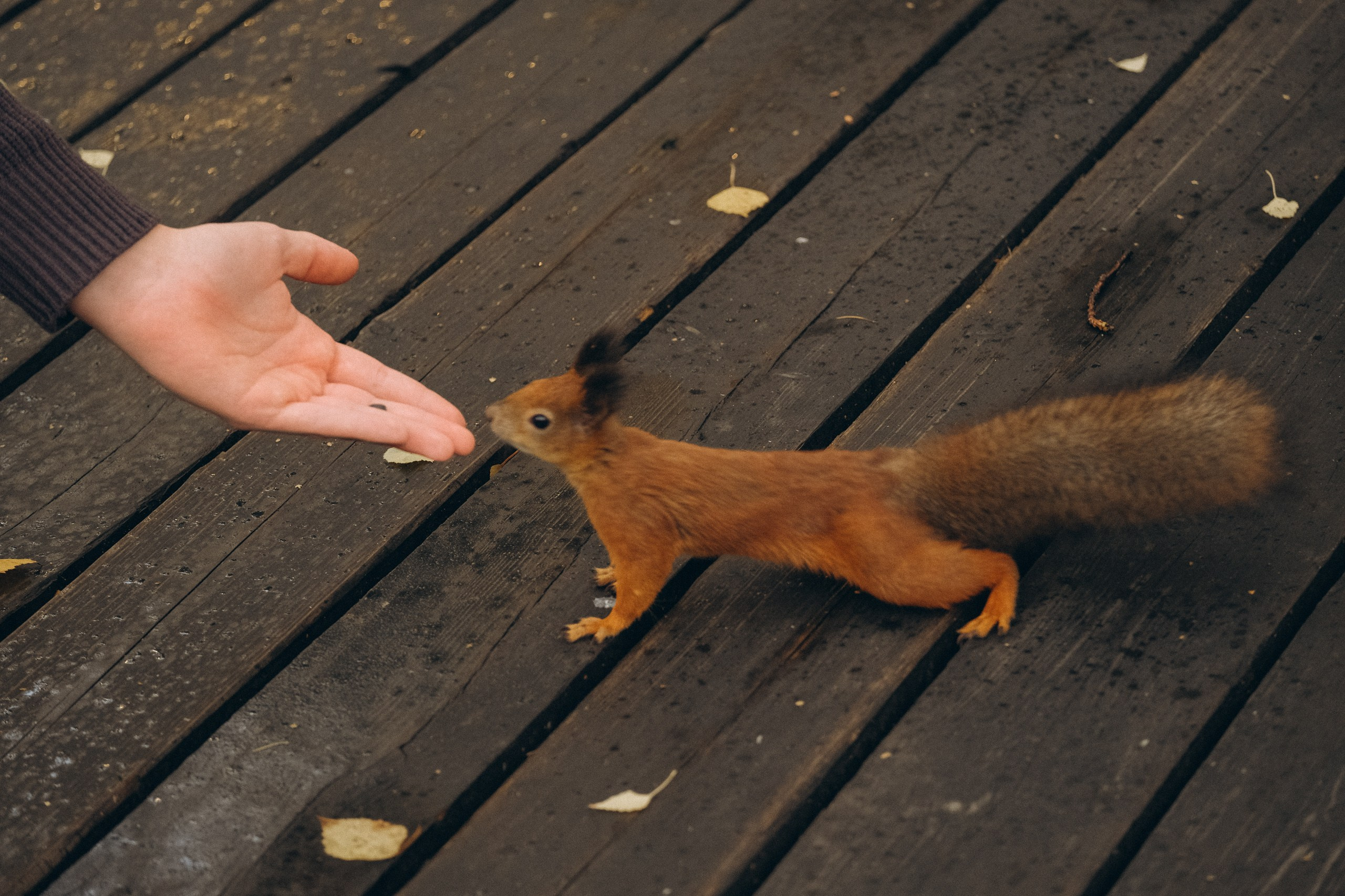 День рождения малышки. Профессиональный фотограф, Санкт-Петербург — Виктория Богомолова