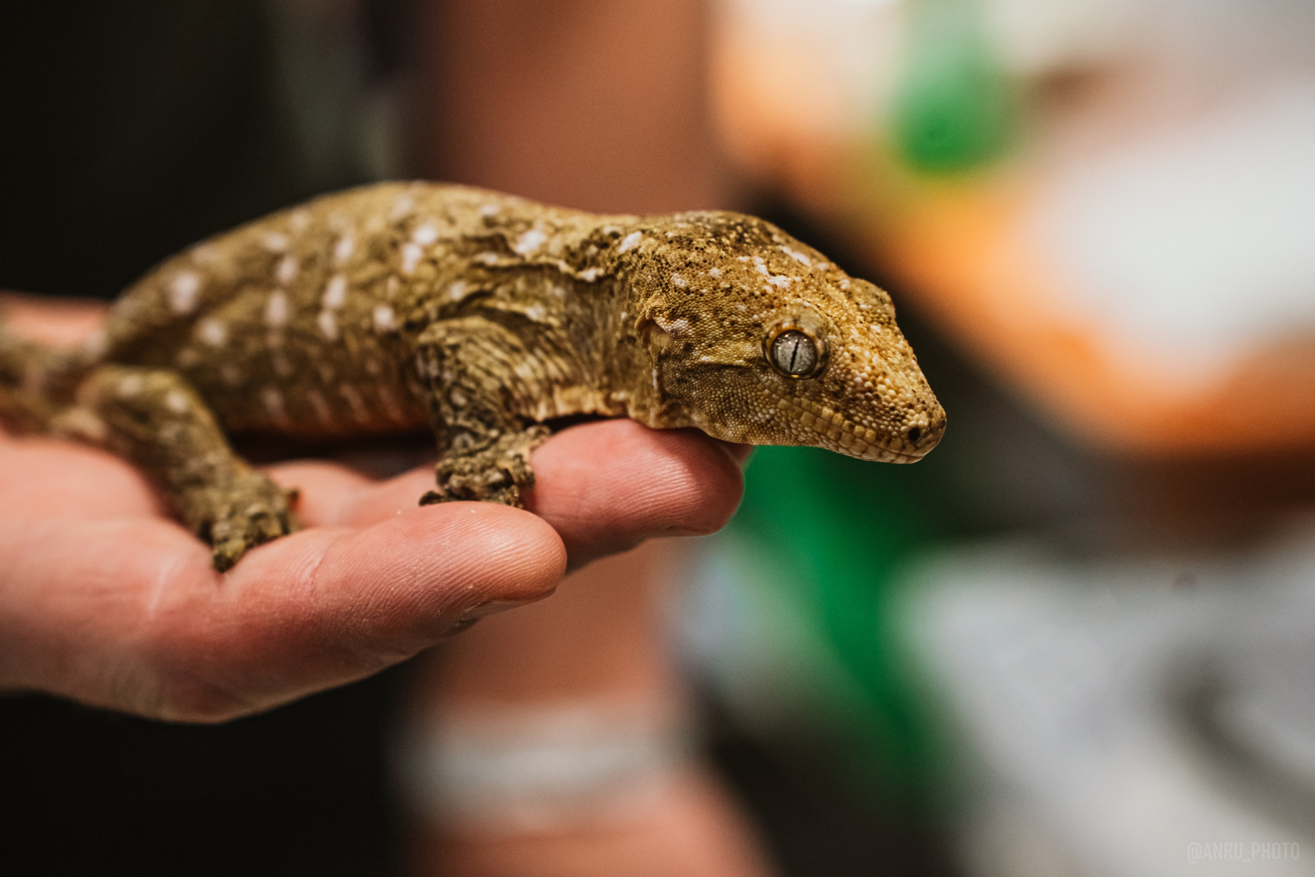 Рептилиум. Репортажный фотограф Анастасия Рубцова