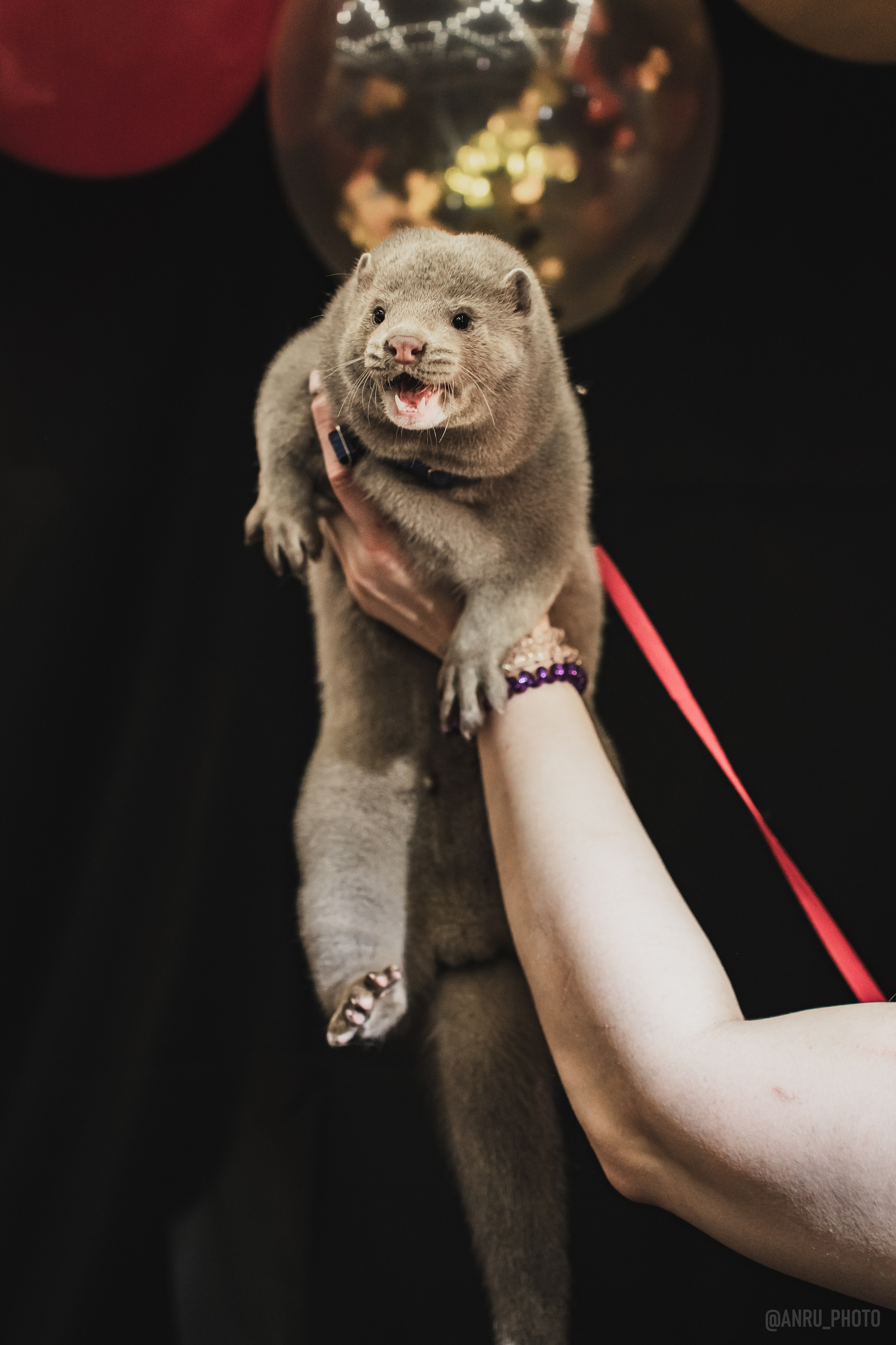 Fox Family fest. Репортажный фотограф Анастасия Рубцова