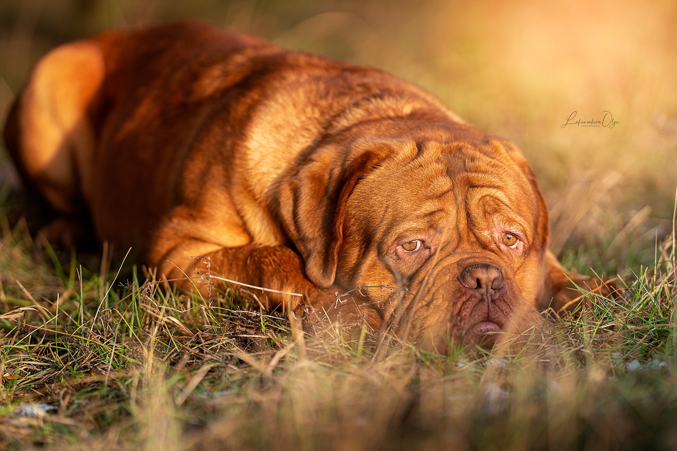 Боррдосы. Фотограф анималист Ольга Луканенкова в Москве