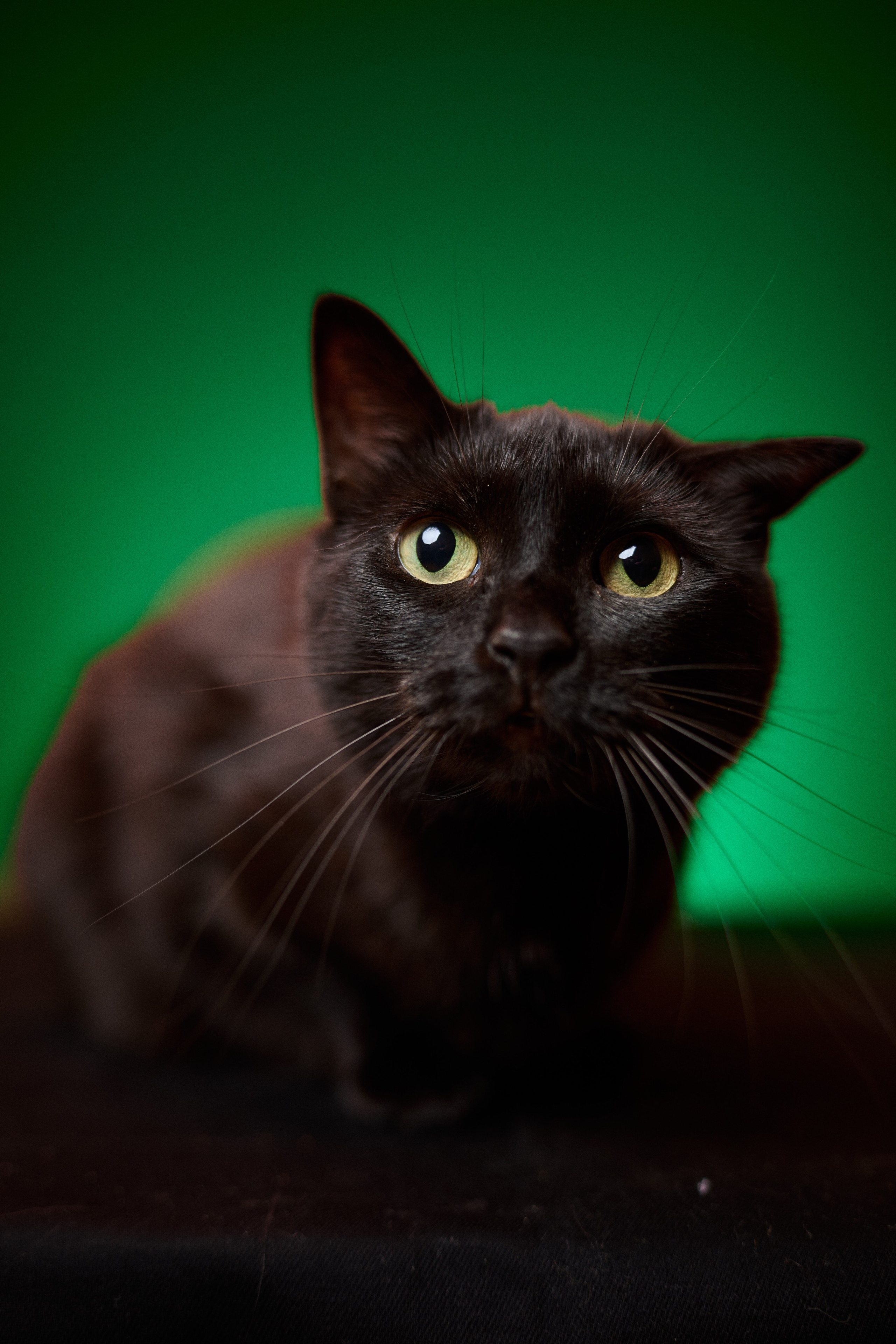 Идеи фотосессии с кошкой в студии и дома — фотограф животных СПб