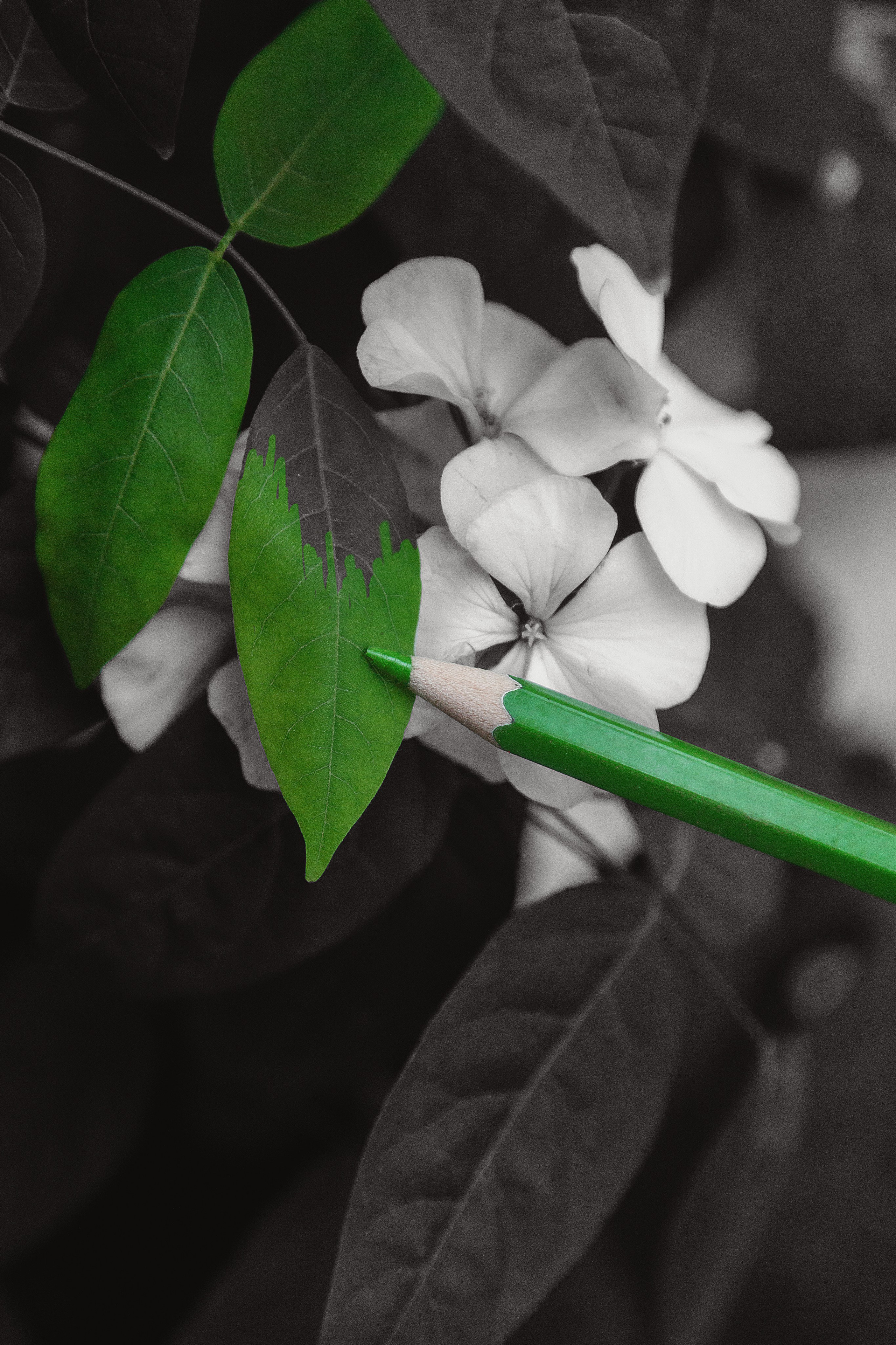 Проект «366»|2024|Фото каждый день. LENA GRACE photographer ||ЛЕНА ГРЭЙС фотограф