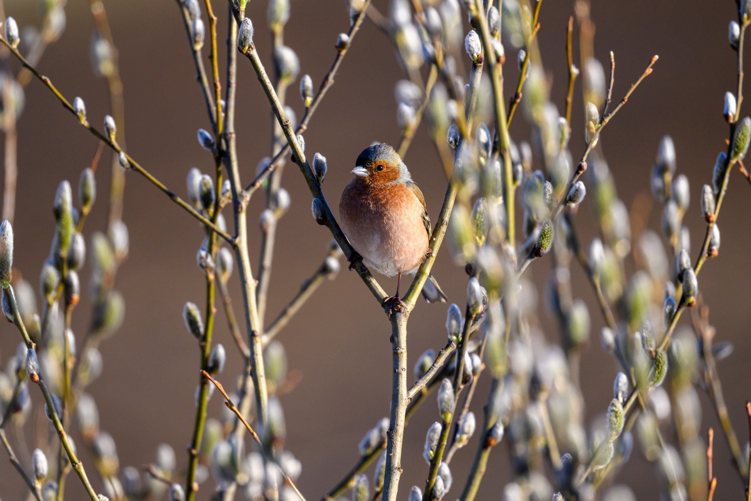 Зяблики. Wildlife photography by Sergey Puponin