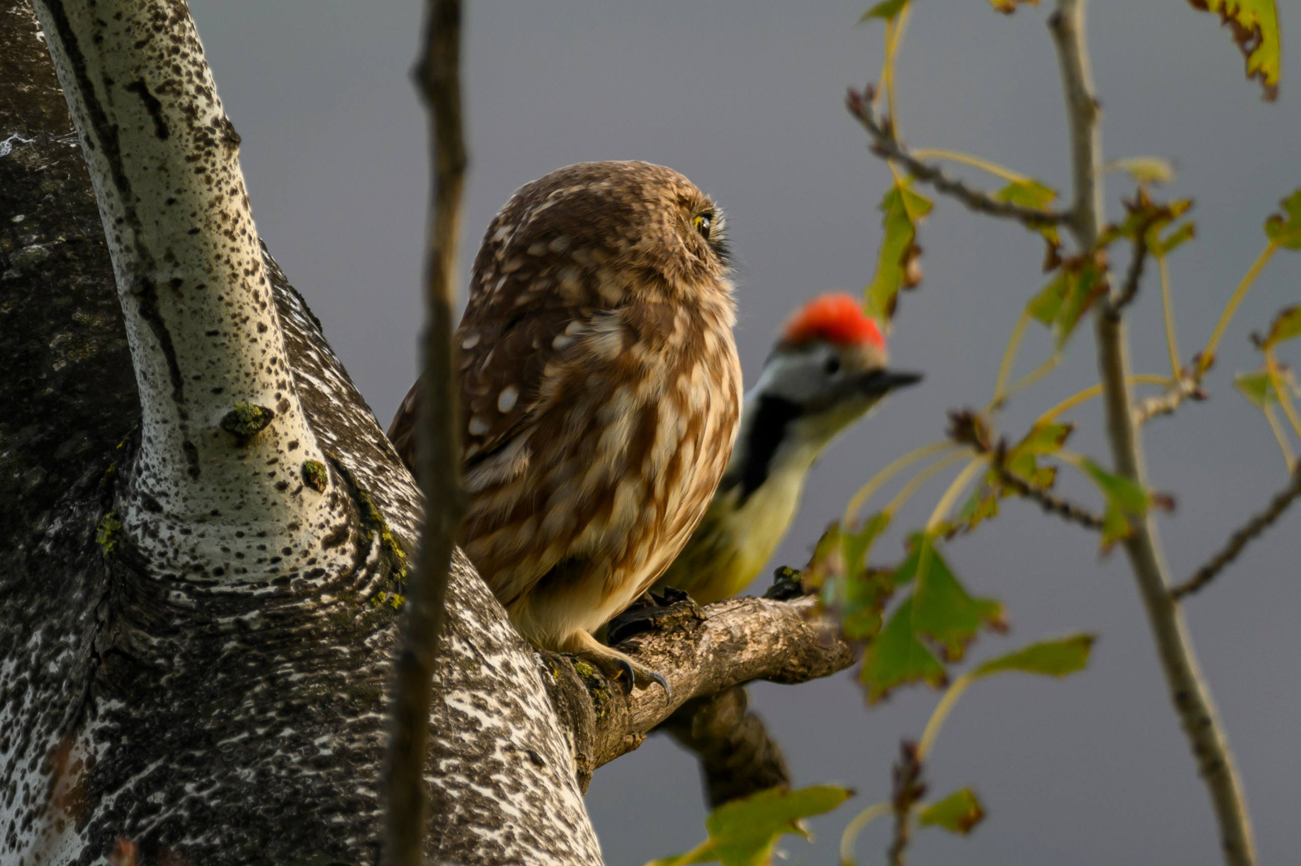 Дагестан. Ноябрь 2025. Фотограф Сергей Пупонин