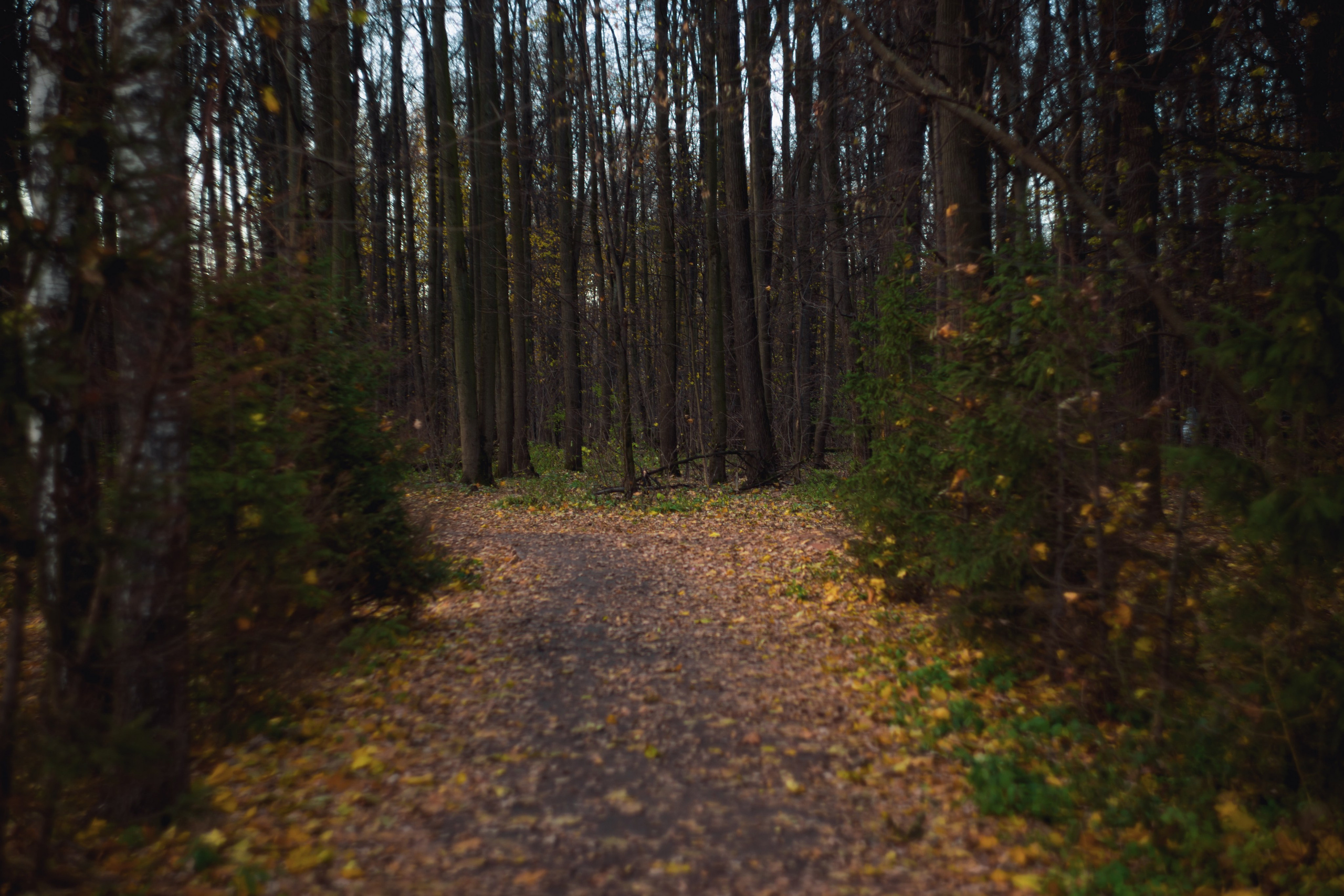 Ноябрь 2023. Efremovaphoto.ru