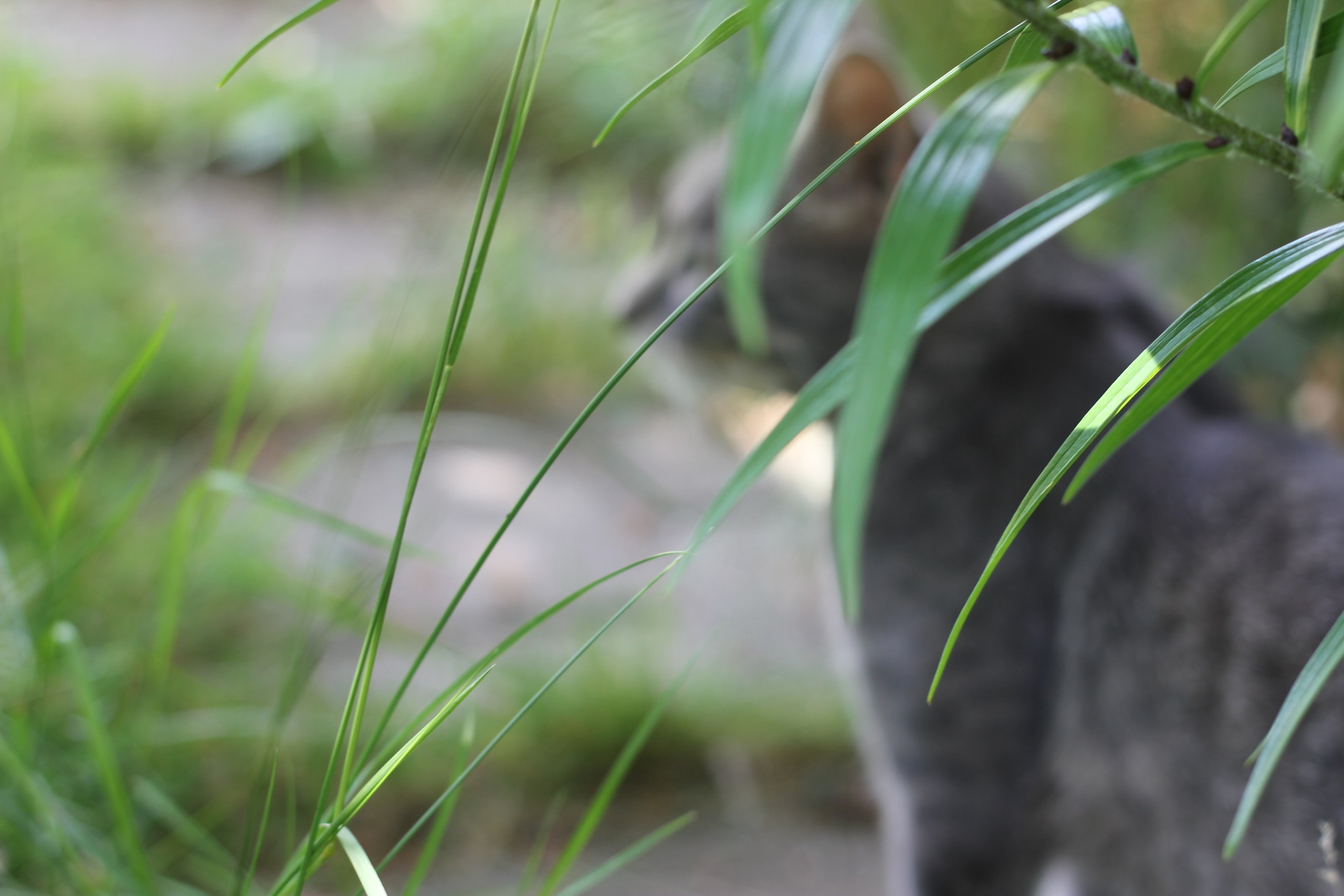 Mix. Varvara cohen photographer