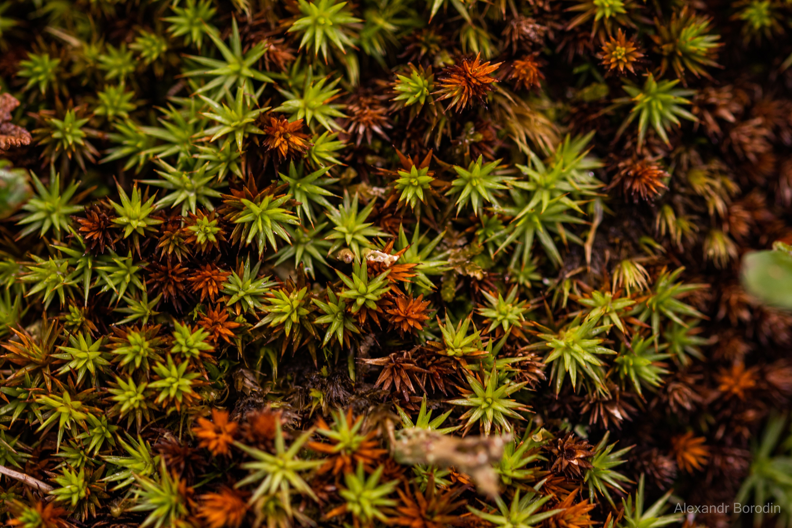 Макро. Профессиональный фотограф Александр Бородин