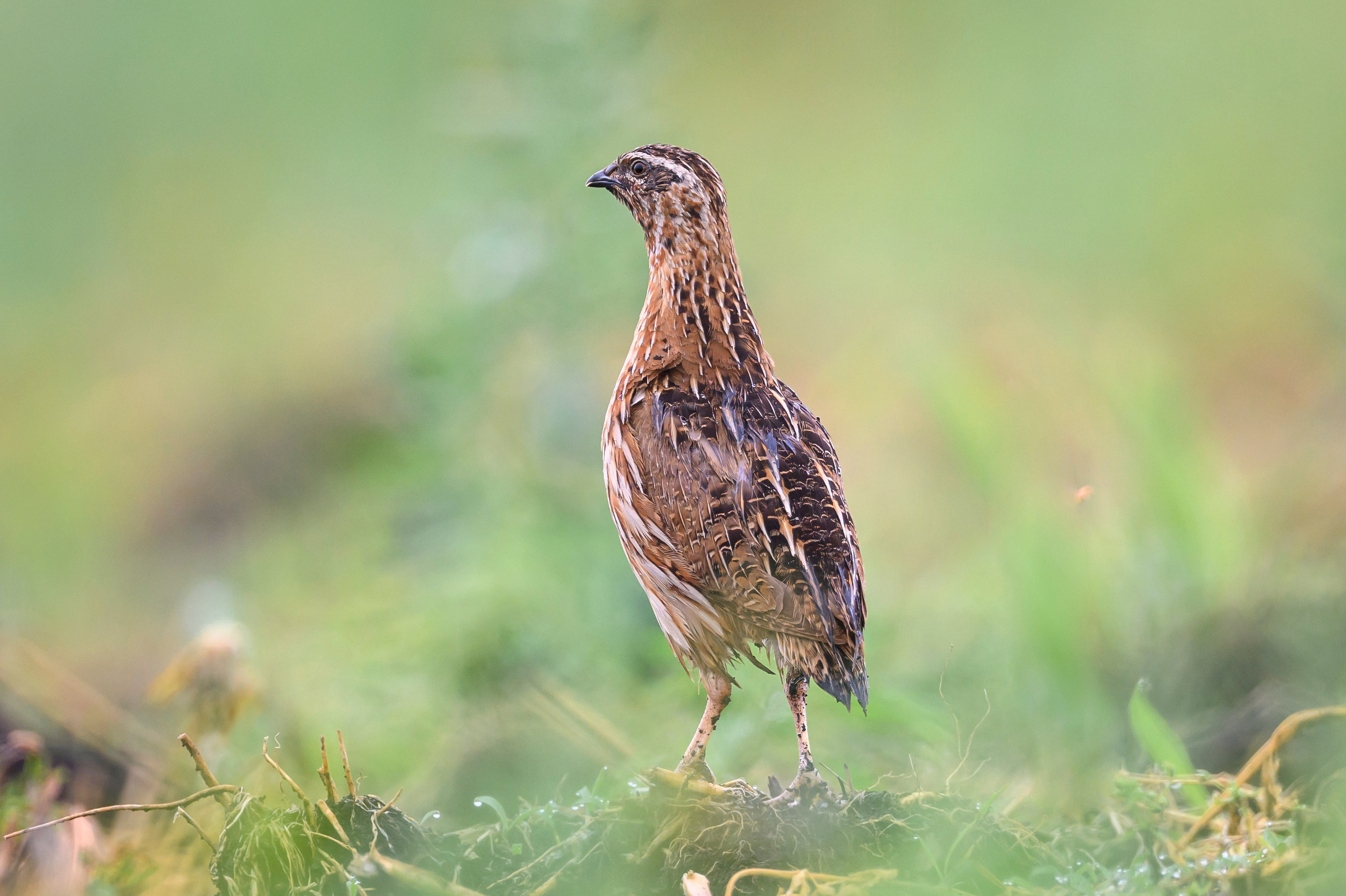 Перепела, часть III. Wildlife photography by Sergey Puponin