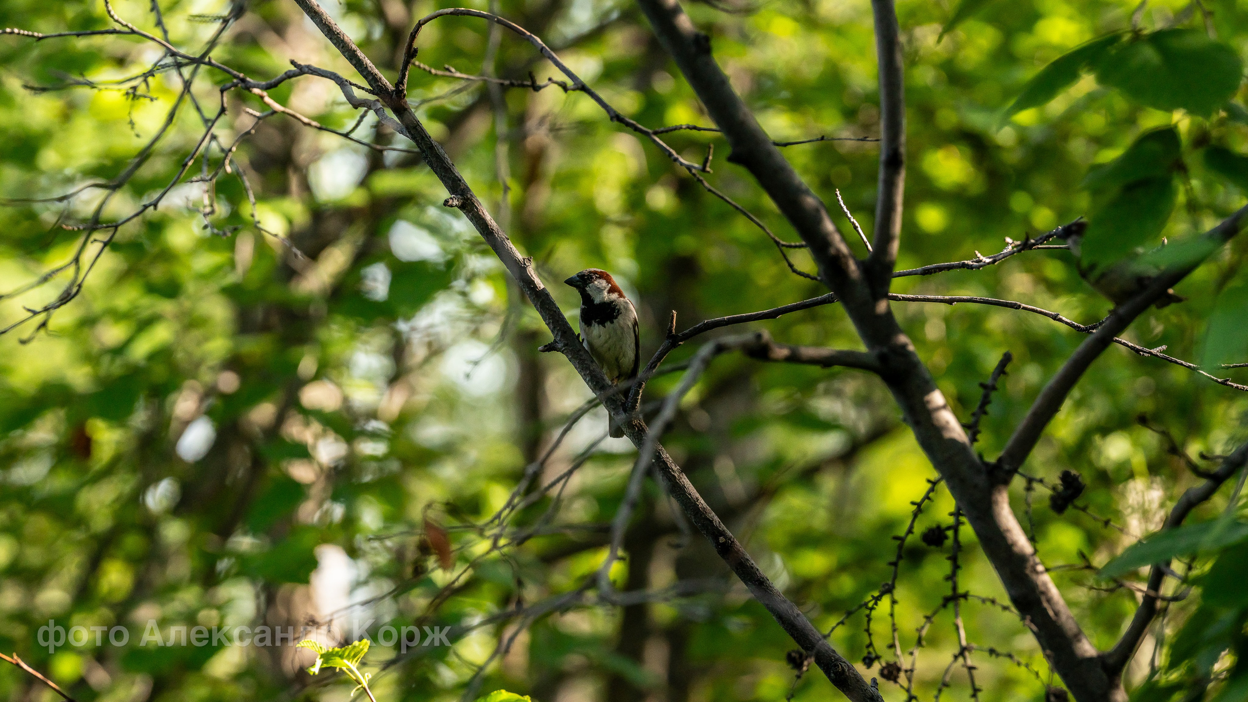 Животные. Фотографии и видеосъемка, Айхал, Удачный, Якутия. Фотографии Айхал