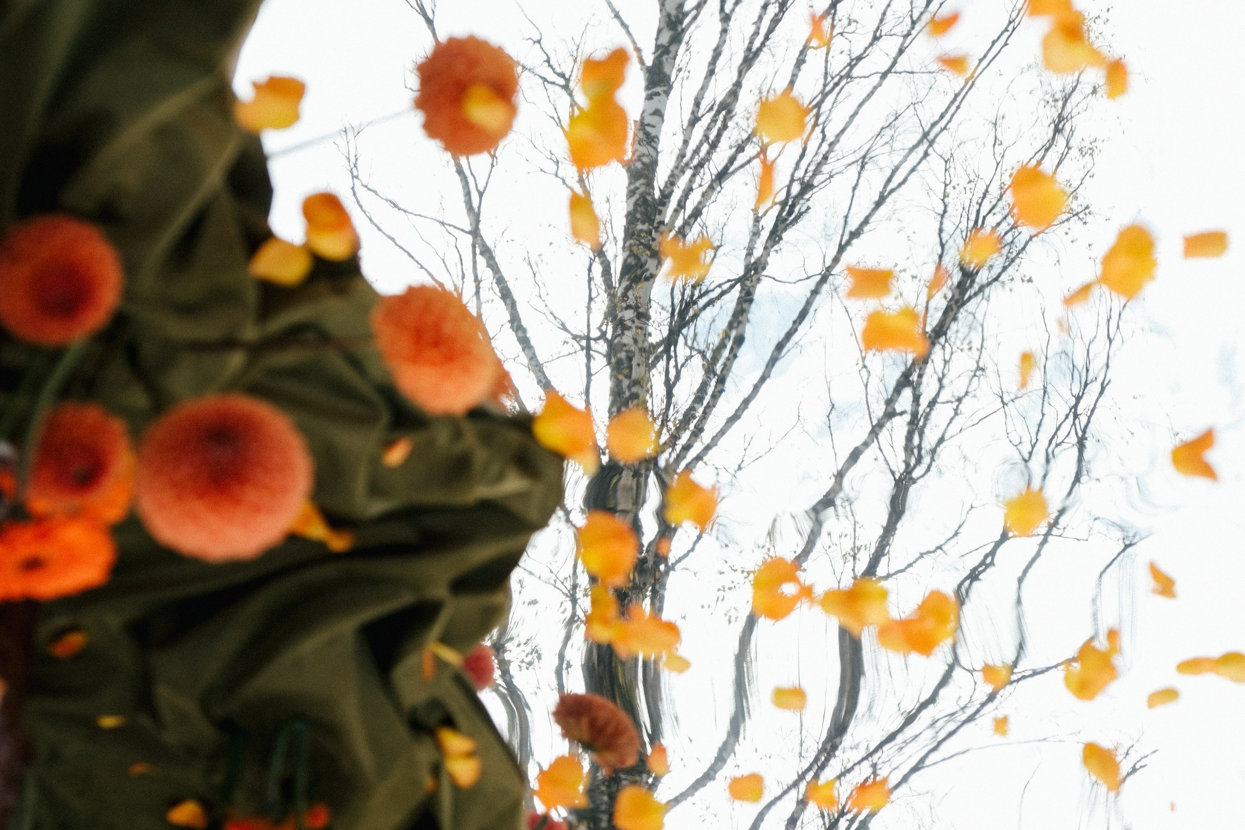 Сирак / Вероника. Свадебный Видеограф Фотограф в Сочи