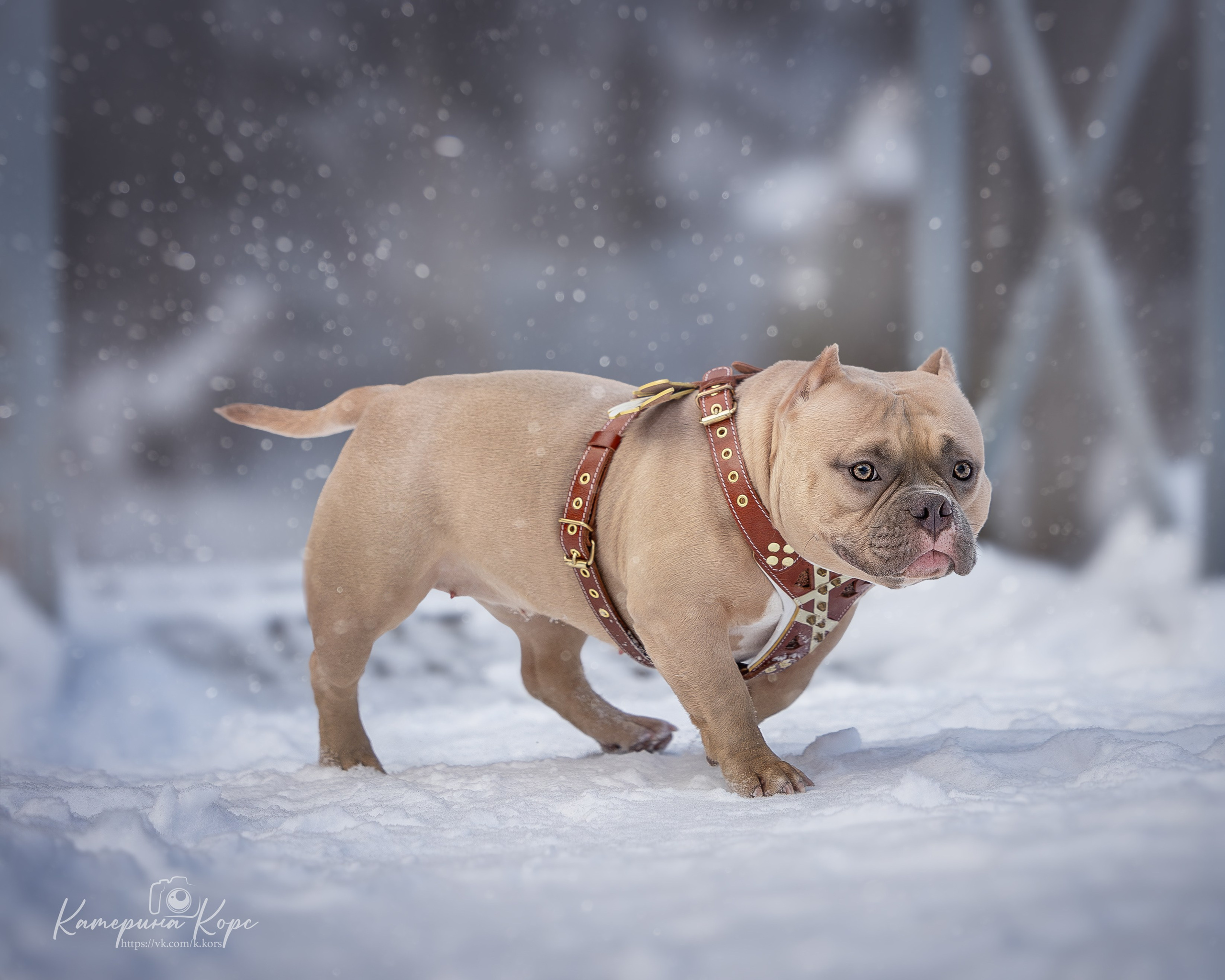 Прогулки. Главная