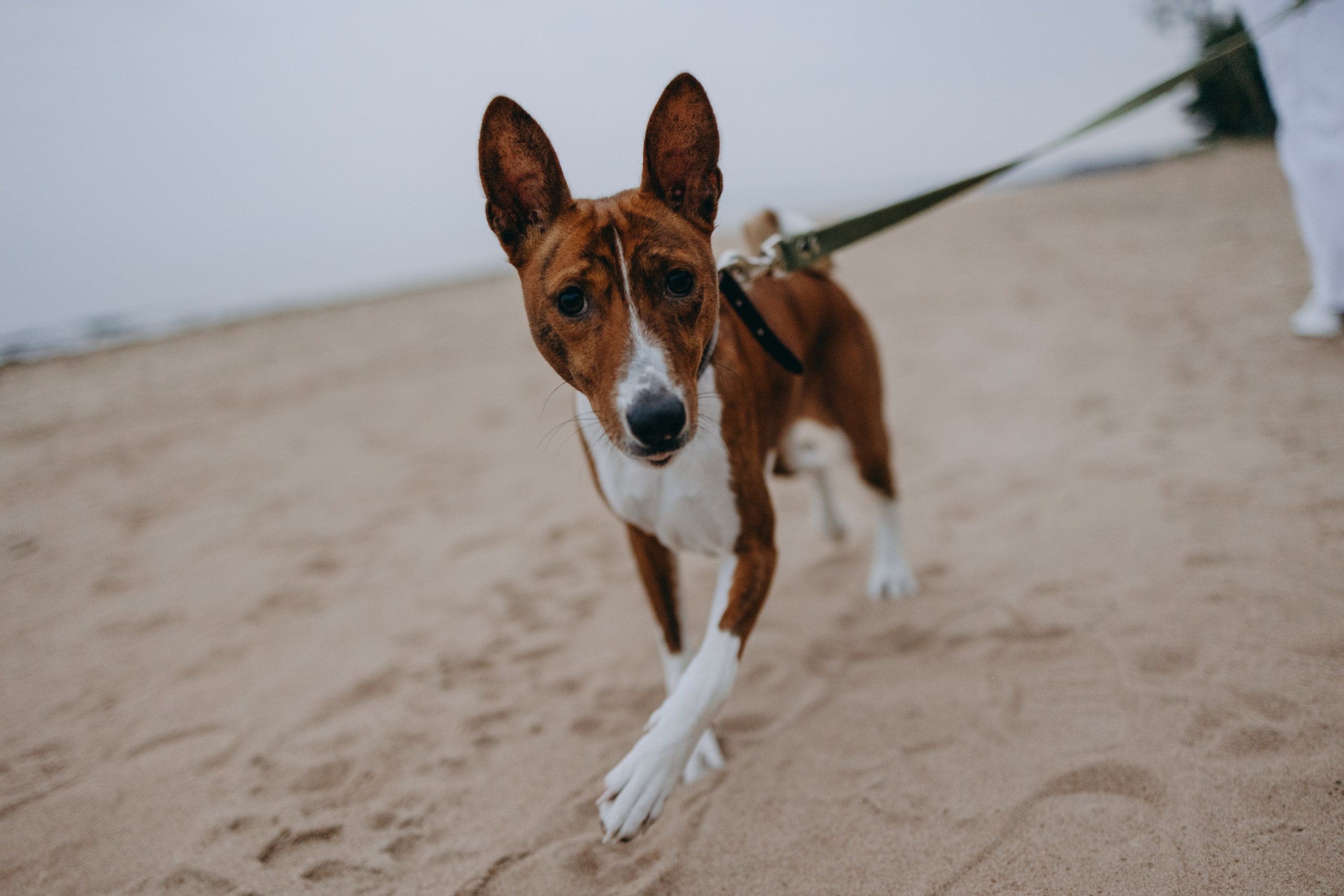 Даша и Арчи. Фотограф — Анималист | Санкт-Петербург