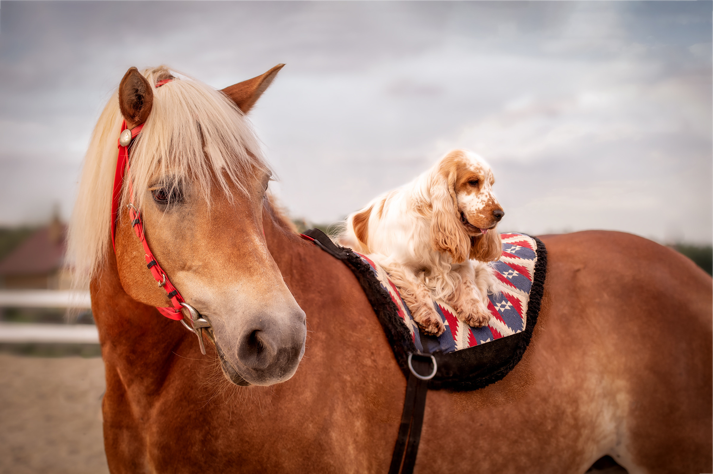 Чеддер и Лолла. Семейный и детский фотограф в Канске и Канском р-не, Красноярск и