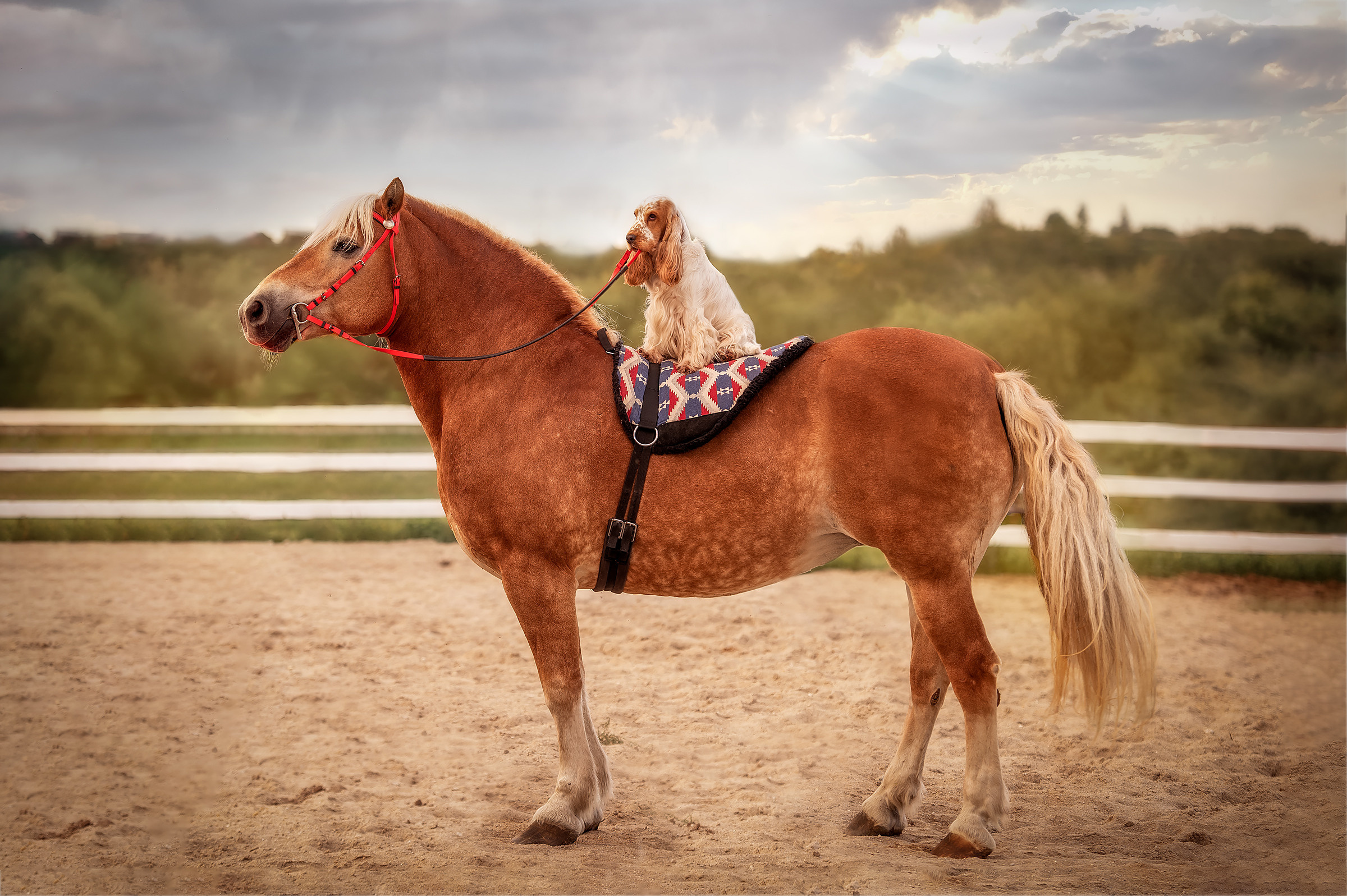 Чеддер и Лолла. Семейный и детский фотограф в Канске и Канском р-не, Красноярск и