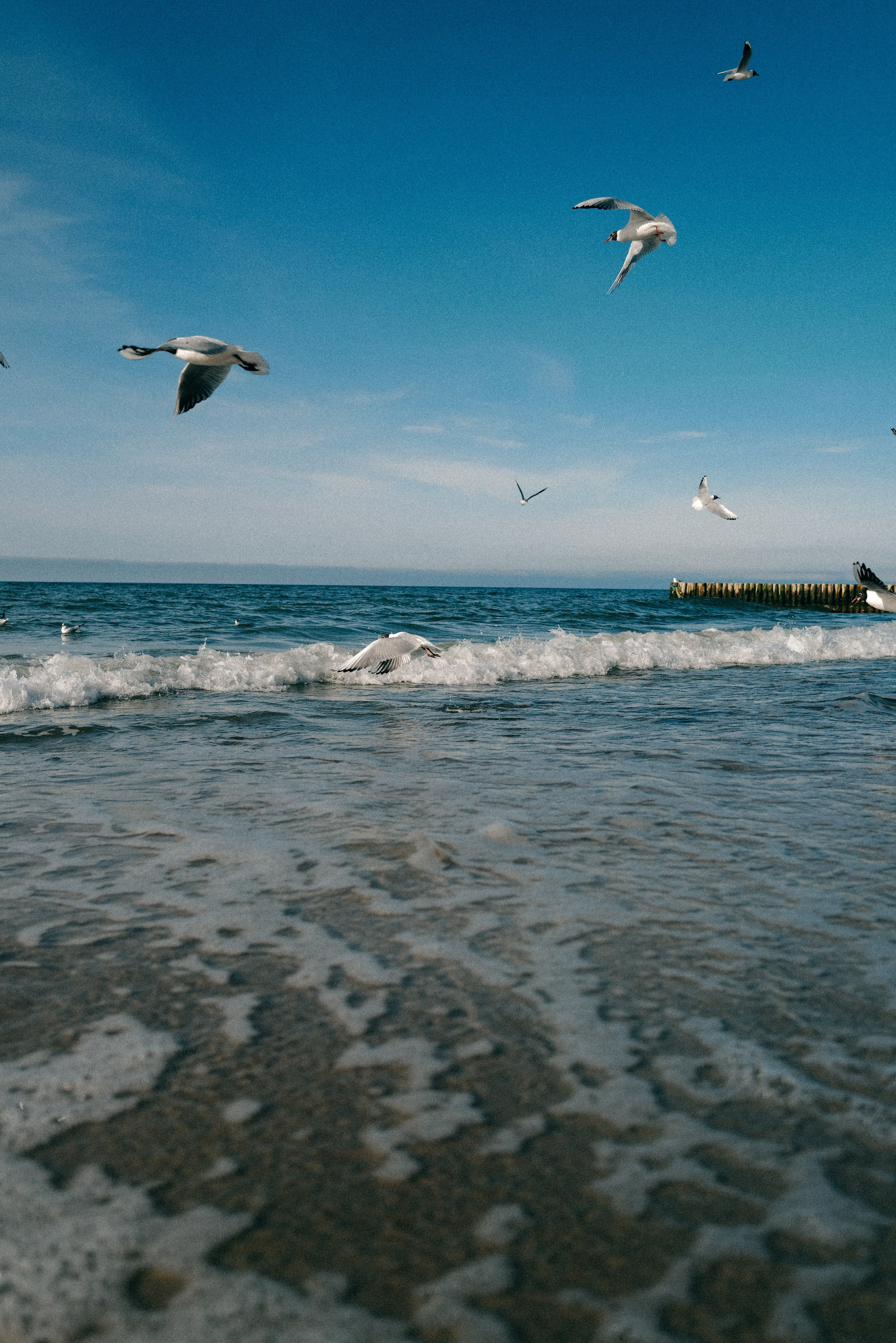 Zelenogradsk. Фотограф София Комкина