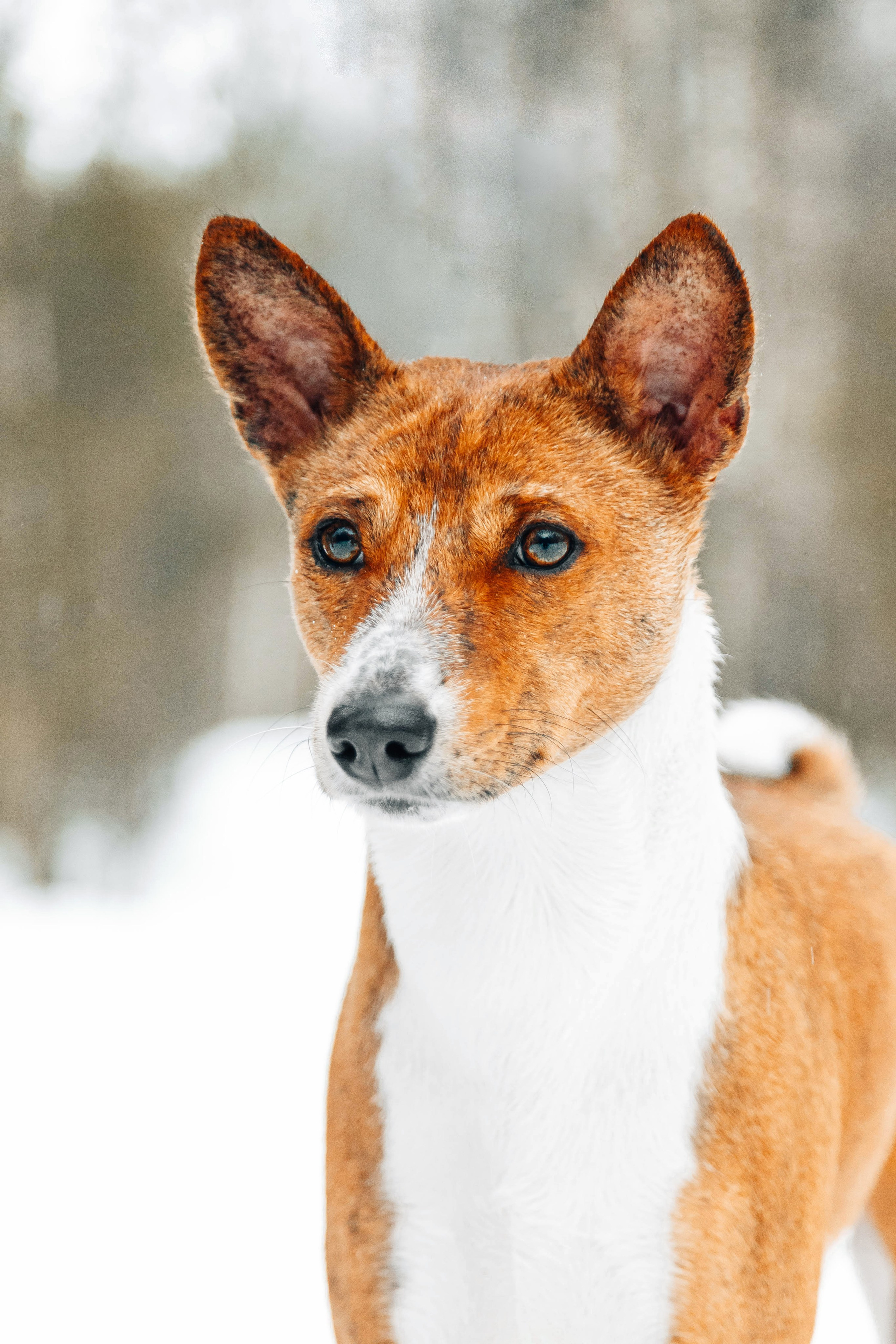 Басенджи Мэнни. Htykk_photo