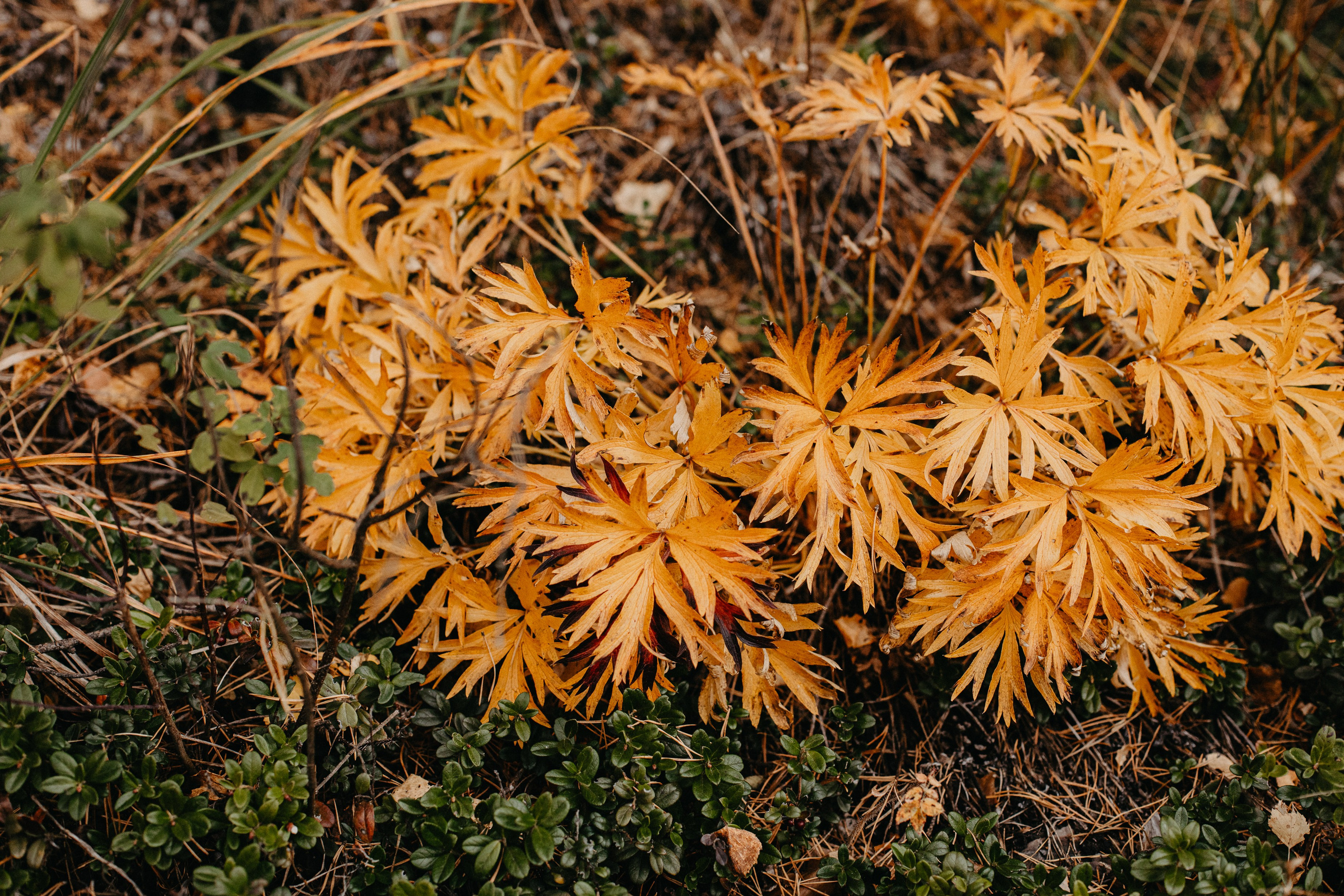 Семь Братьев. Семейный фотограф Трусова Евгения в Екатеринбурге