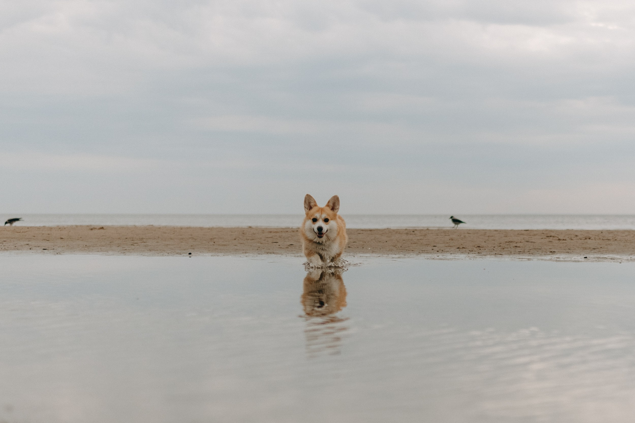 Лиза и Бакс. Фотограф — Анималист | Санкт-Петербург