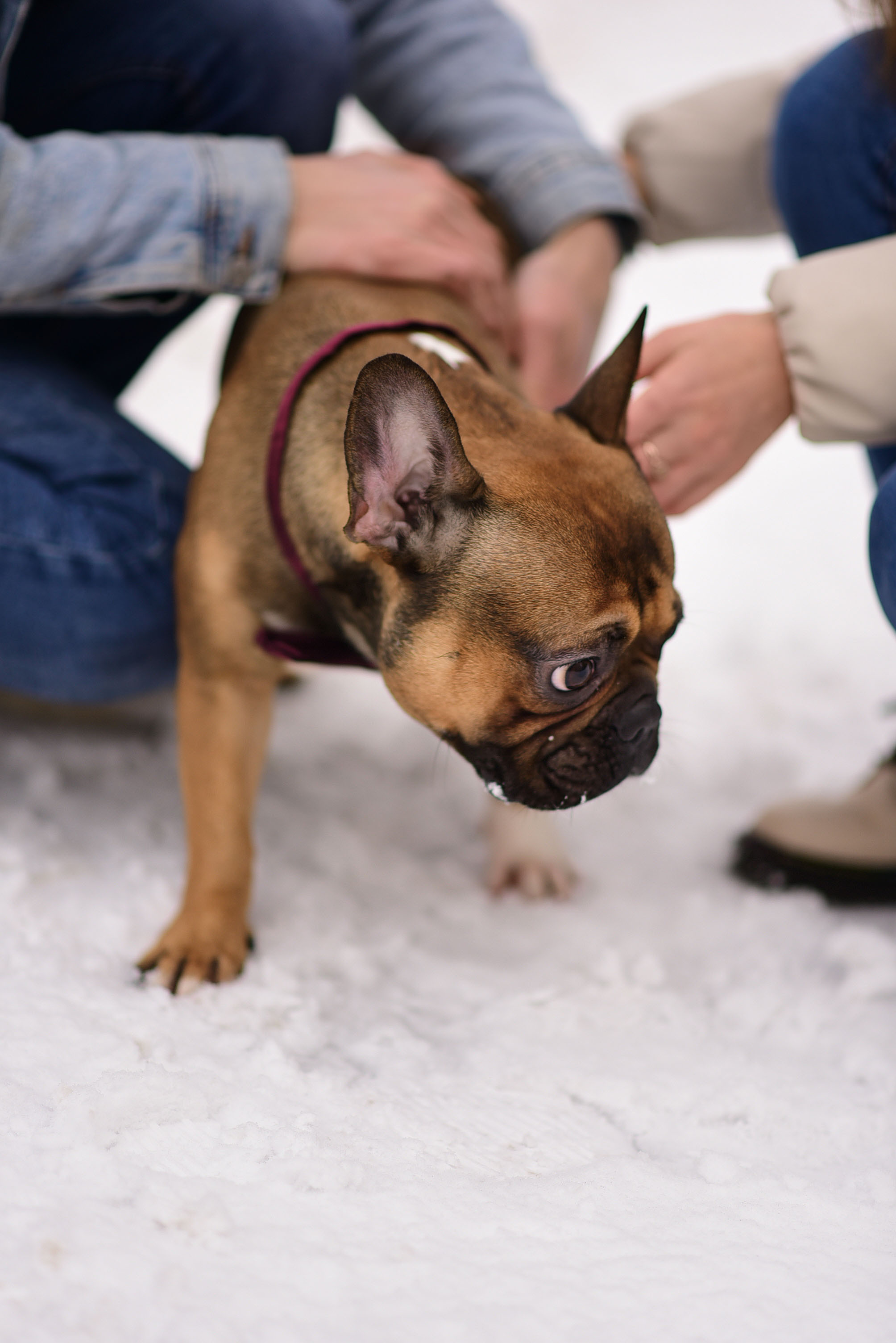 Диана, Коля и их замечательный Фло. Ваш личный фотограф в Пскове Анаис Рамирез