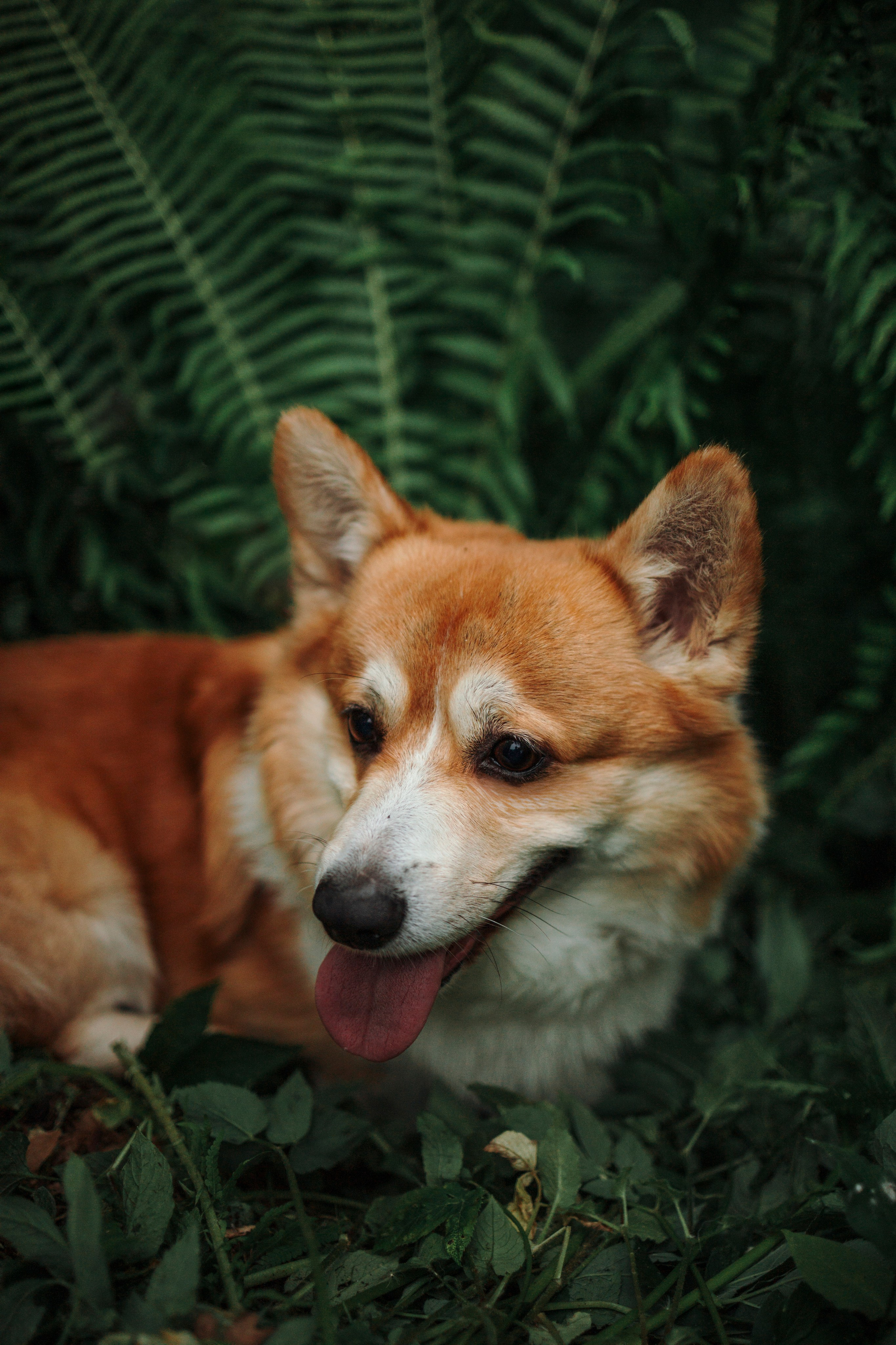 Даша и корги Рудик. Фотограф-анималист в Санкт-Петеребурге Титова Алиса