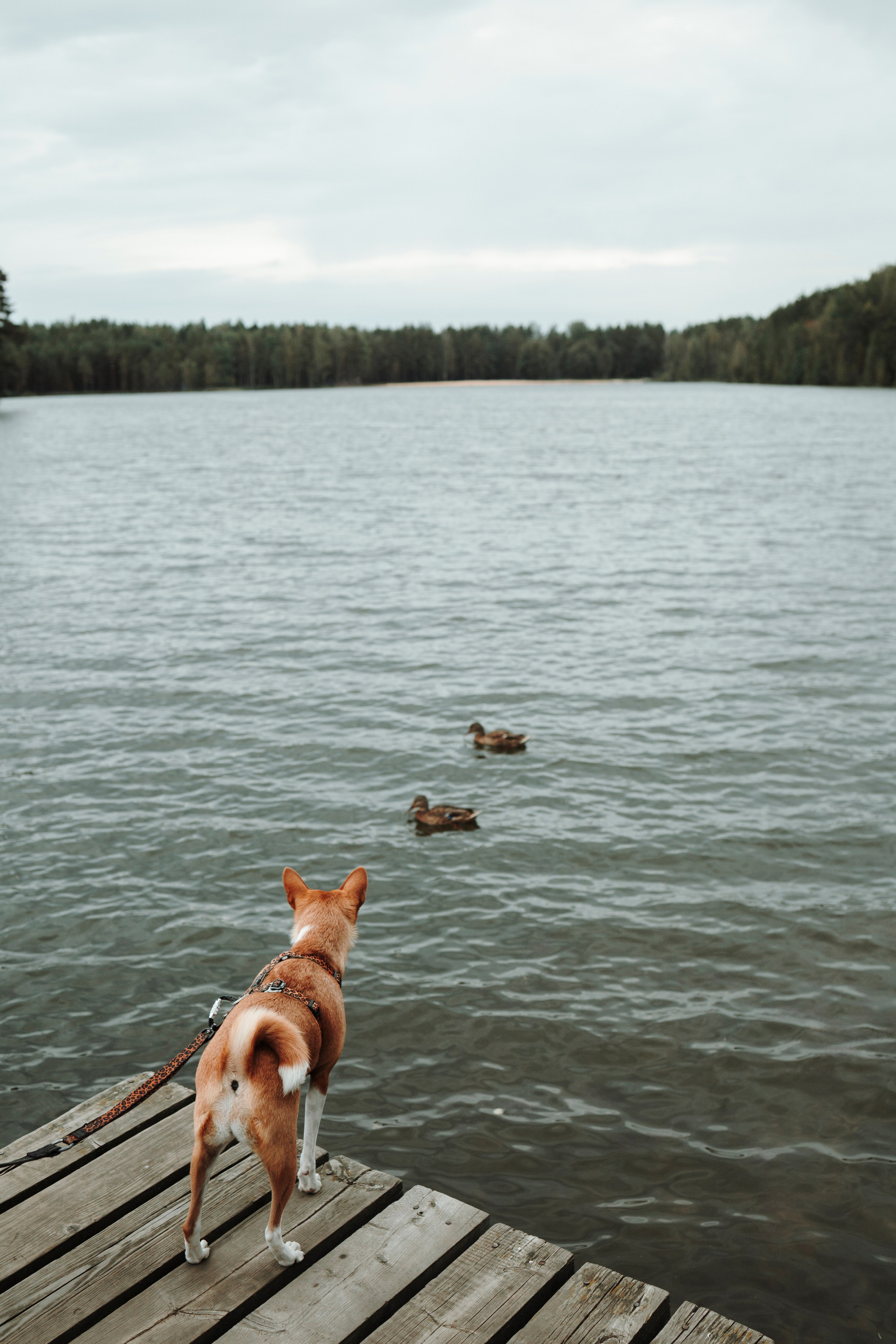 Даша и Лора. Фотограф-анималист в Санкт-Петеребурге Титова Алиса