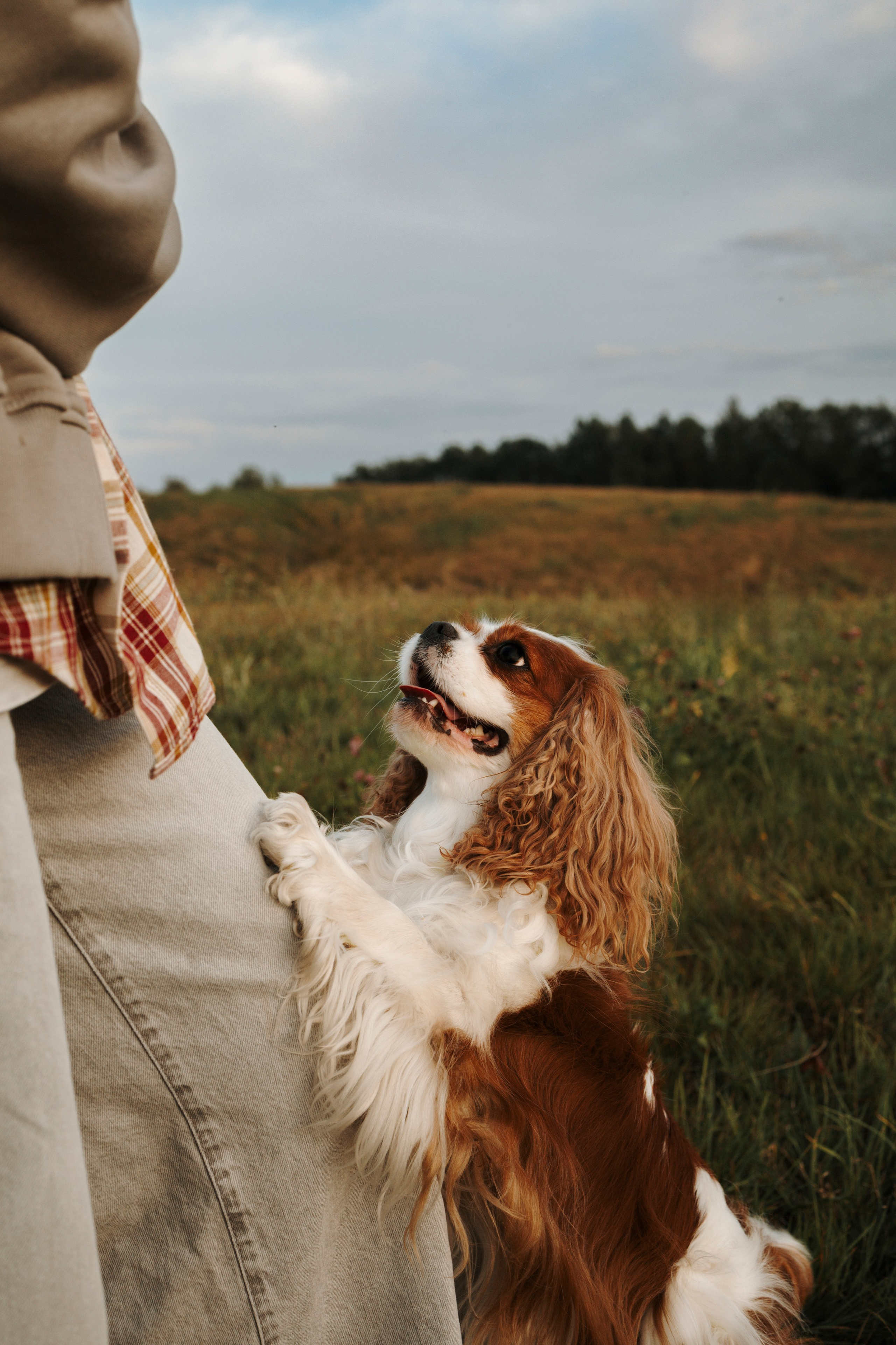 На закате Катерина, Луна и Рикки. Фотограф-анималист в Санкт-Петеребурге Титова Алиса