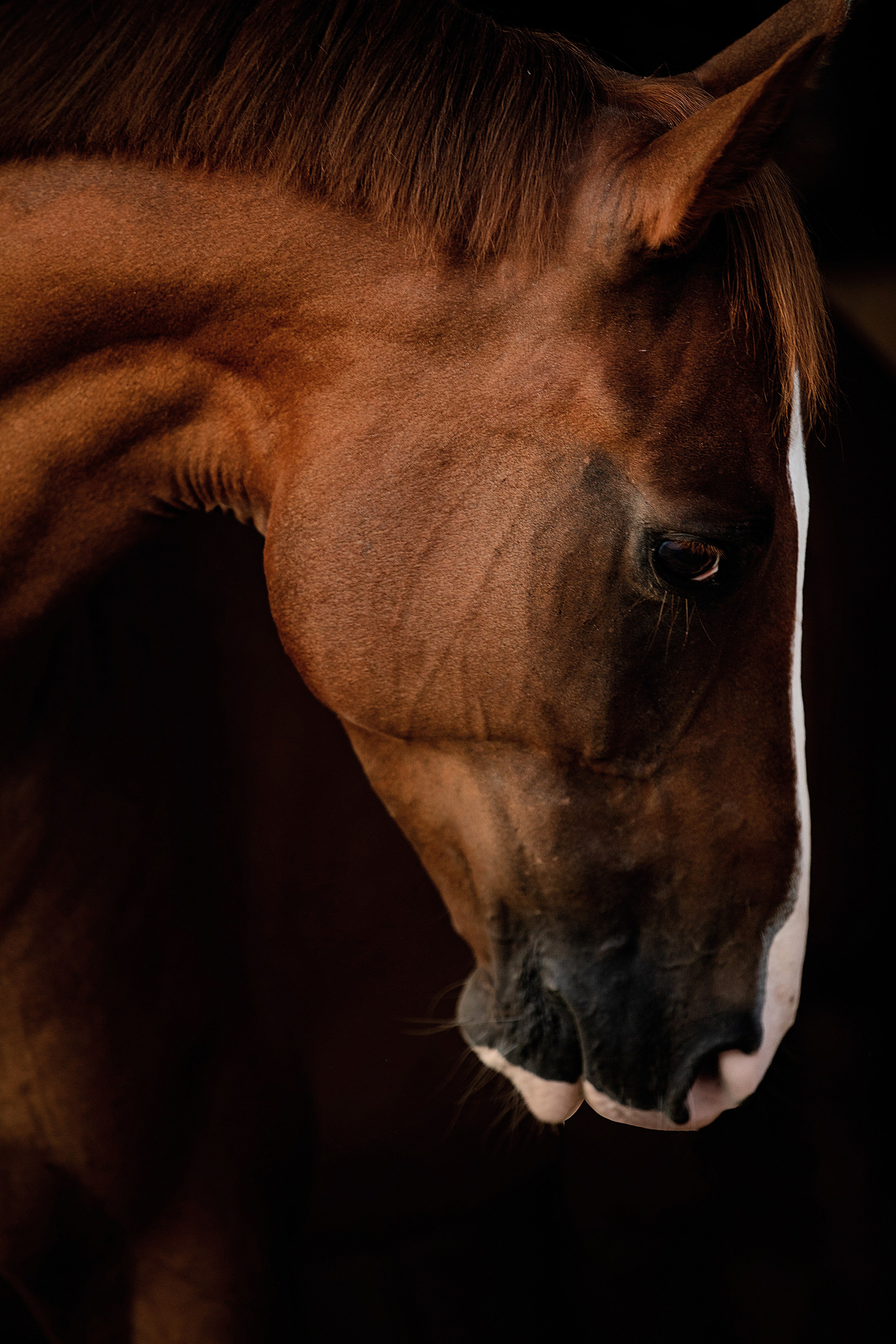 Лошади на свободе. Конный и театральный фотограф Анапа