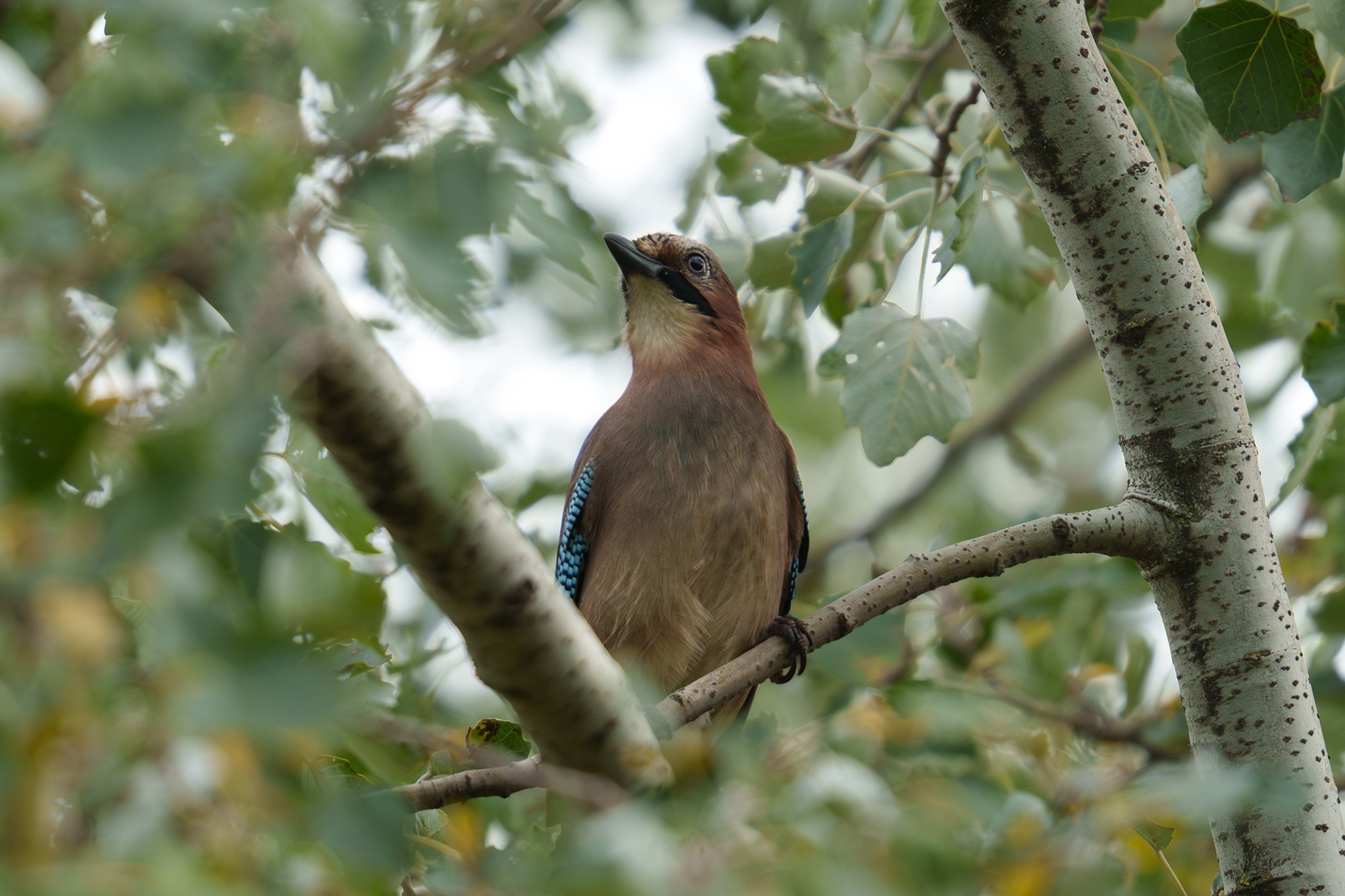 Удивительные мир птиц. Вокруг нас столько прекрасного — присмотритесь!. Ваш личный фотограф Марина Волкова