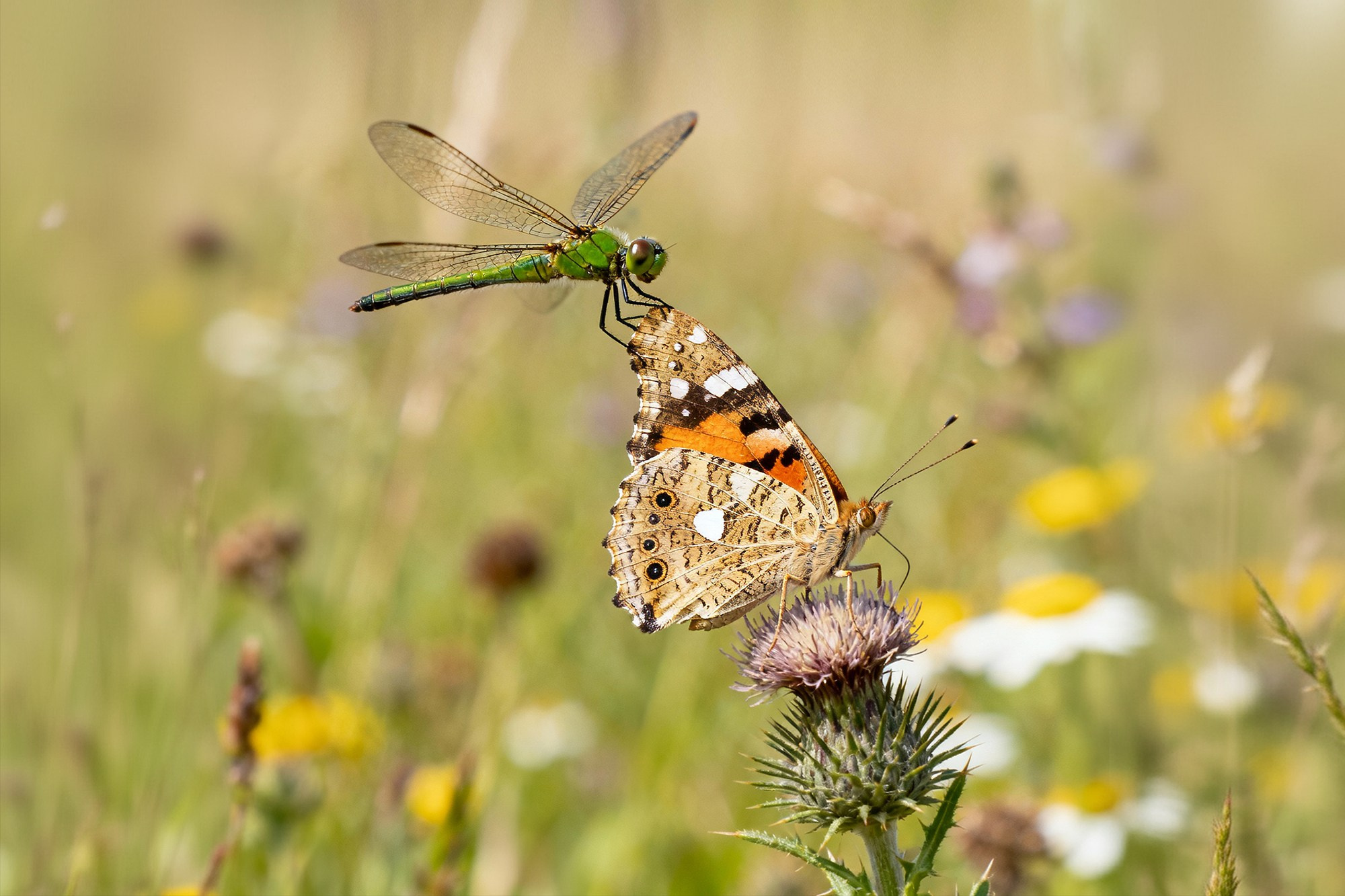 Макросъёмка. Ваш личный фотограф Марина Волкова