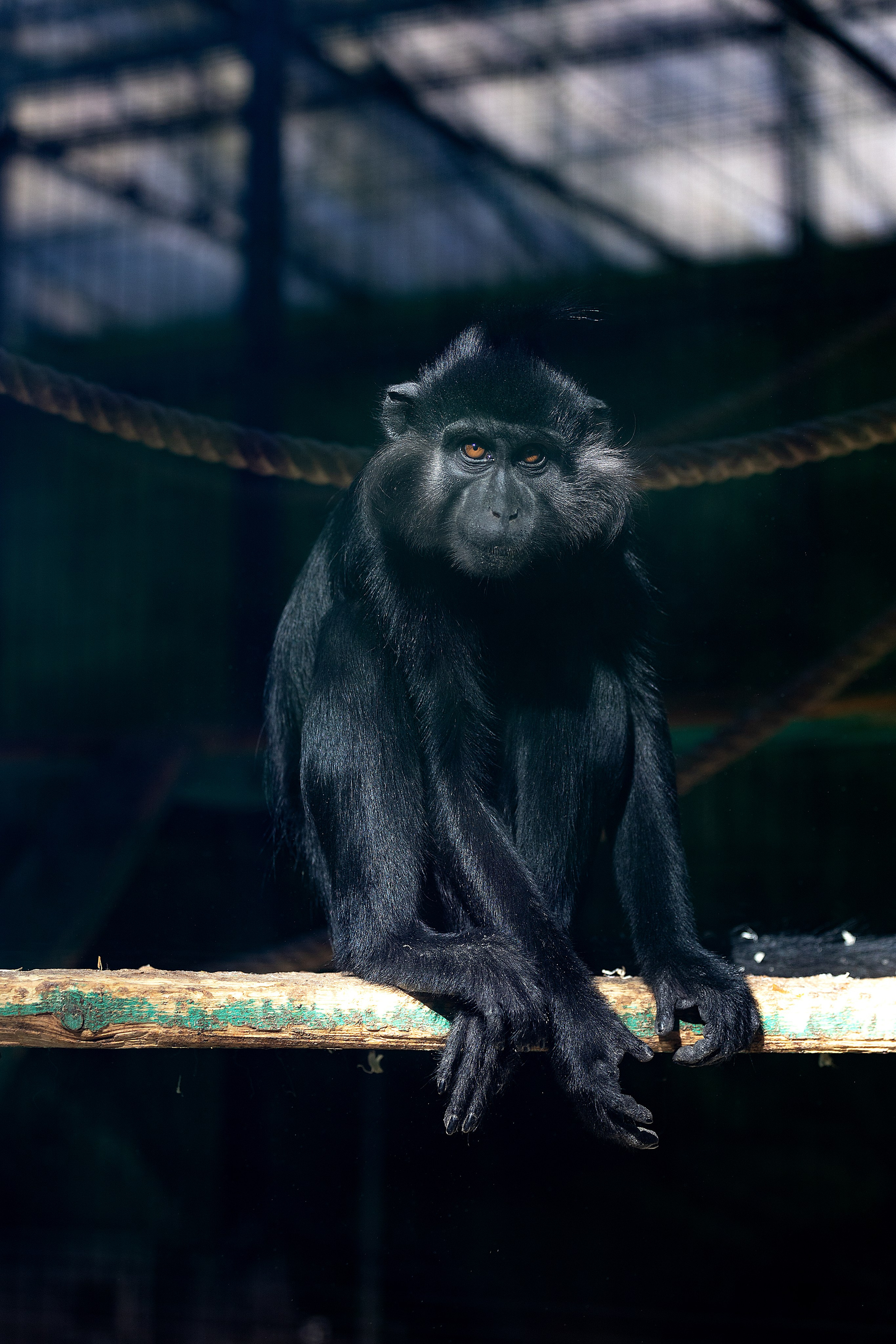 Анималистика