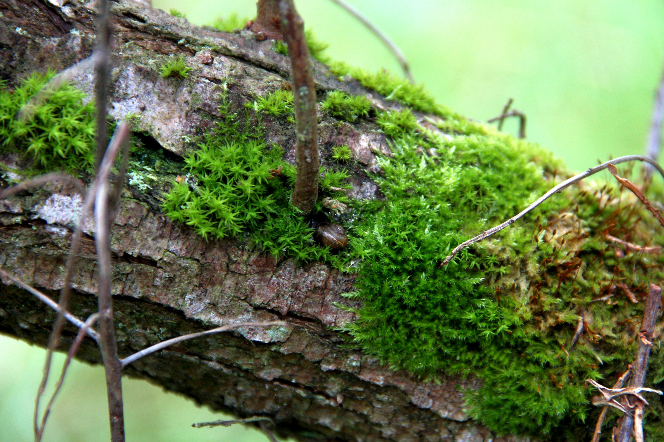 Природа. Растения. Фотограф в Санкт-Петербурге Александр Костюнин