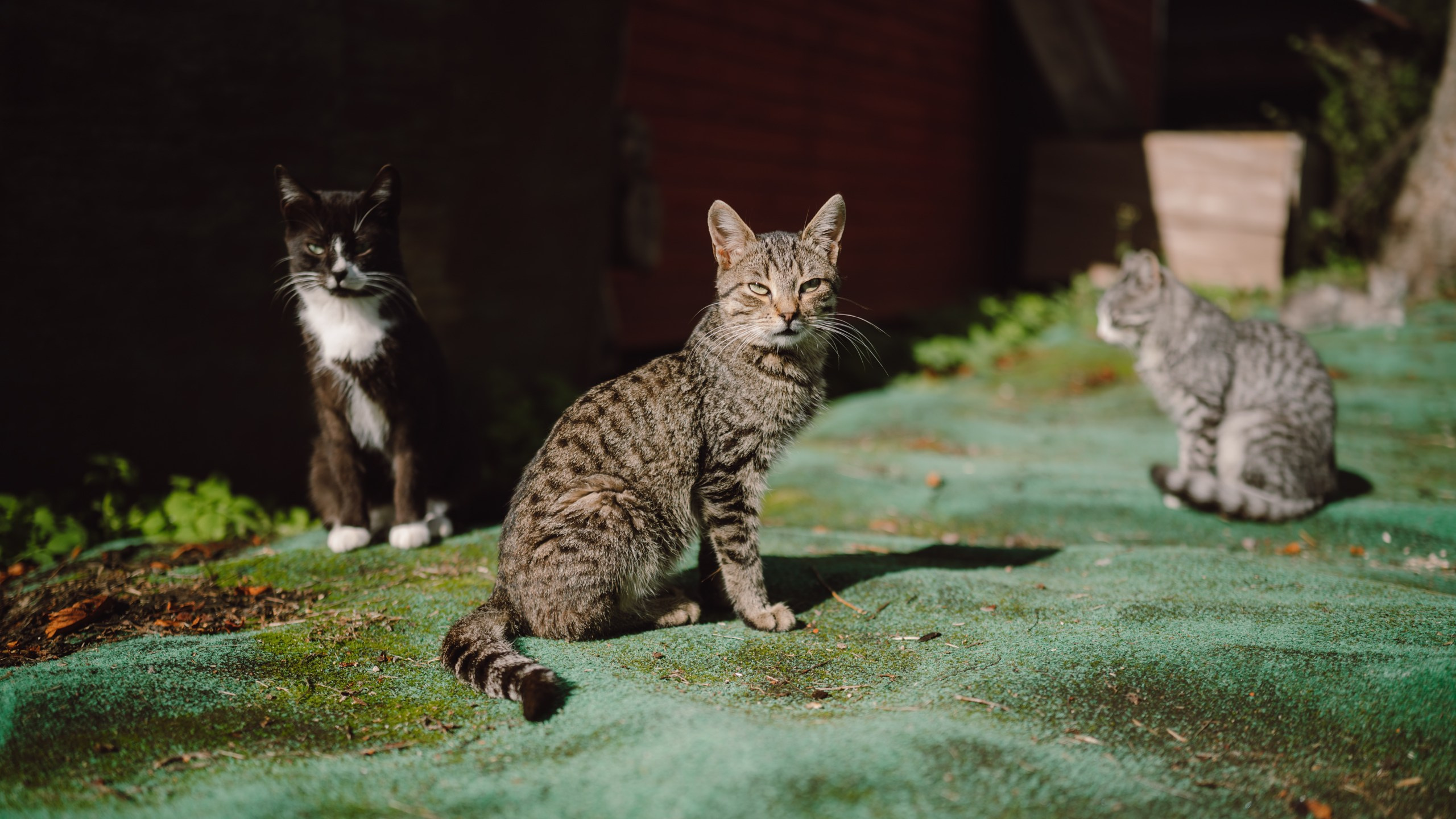 Карелия. Komonev